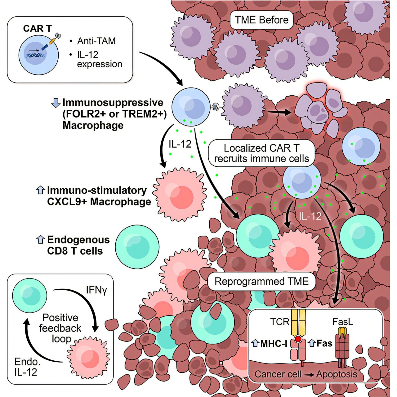 Scientists Turn Cancer's Guards Into Cancer Killers