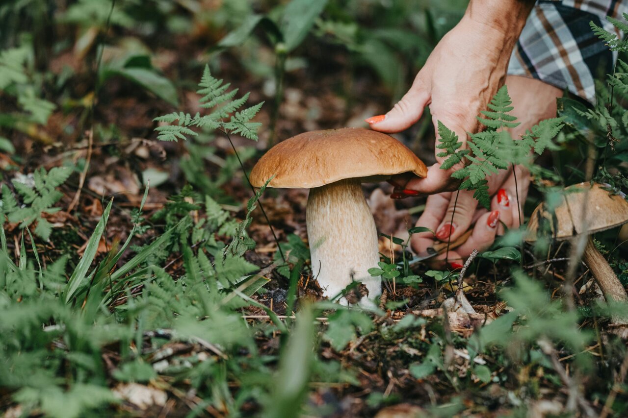 British Study Reignites Interest in Forgotten Wild Foods - Image 2