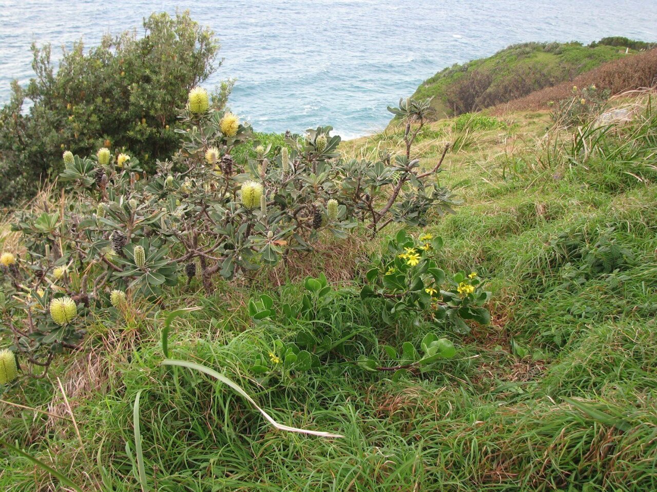Satellites Detect Invasive Weeds with 89% Accuracy - Image 2