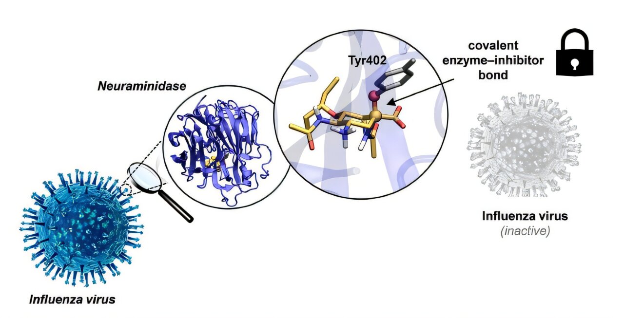 Illustration showing neuraminidase enzyme on influenza virus surface being permanently locked by new antiviral compound