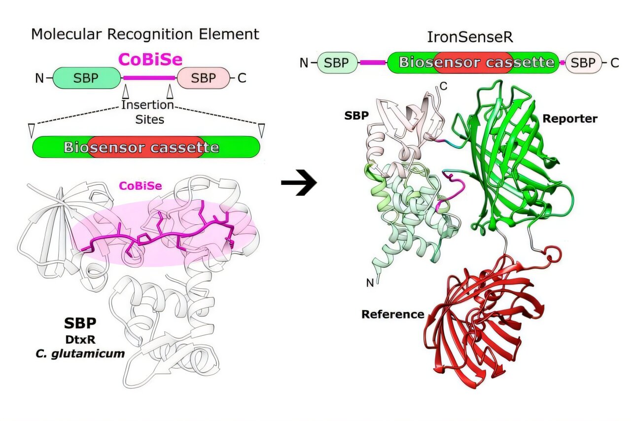 New Biosensor Tracks Iron in Living Cells in Real Time