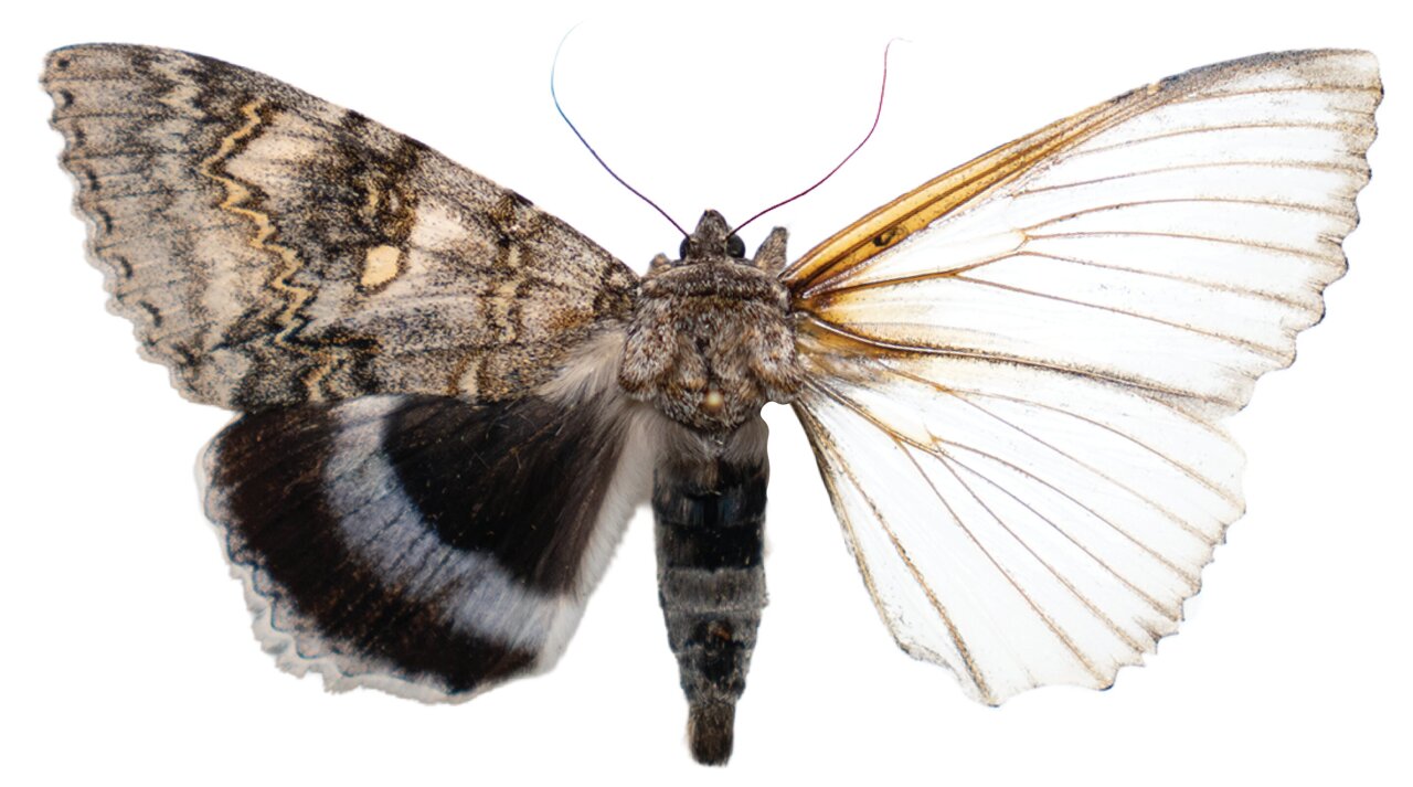 Robot Moth in Estonia Grows Its Own Sensors on Demand - Image 2