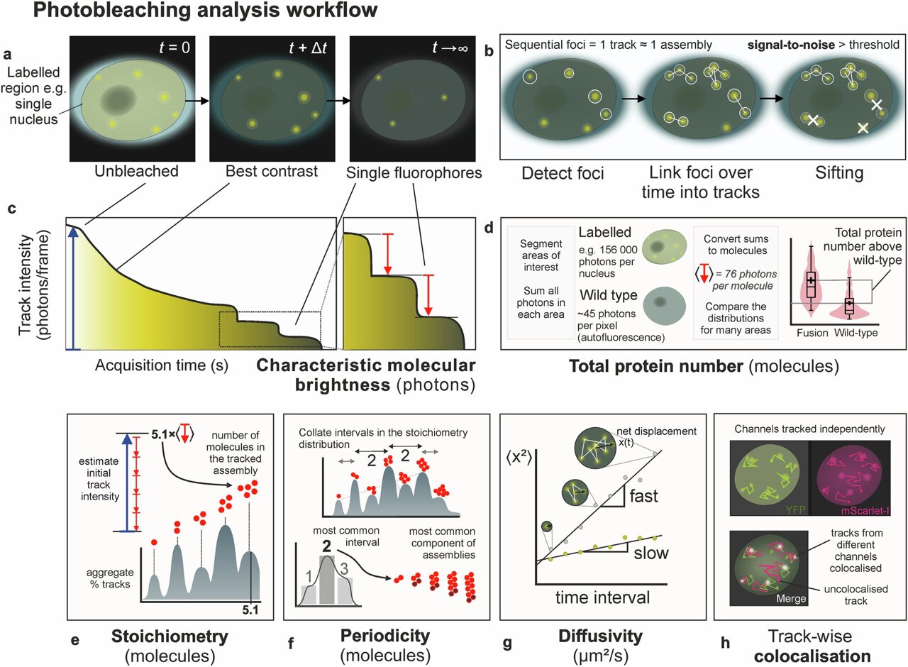 Plants Store 'Winter Memory' in Tiny Molecular Clusters - Image 2
