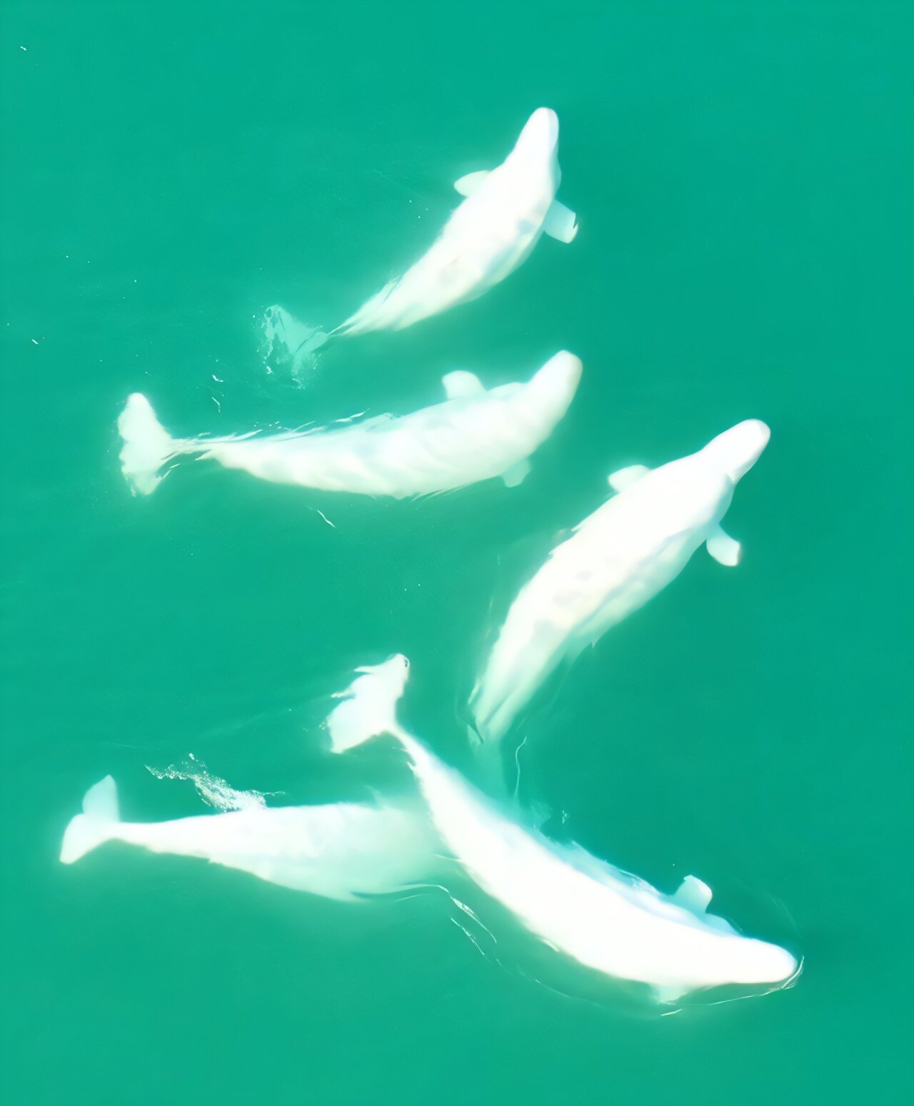 Alaska Belugas Find Survival Through Mate Swapping