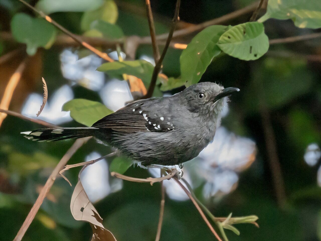 Gray antbird perched on branch in Carajás National Forest, Amazon rainforest, Brazil