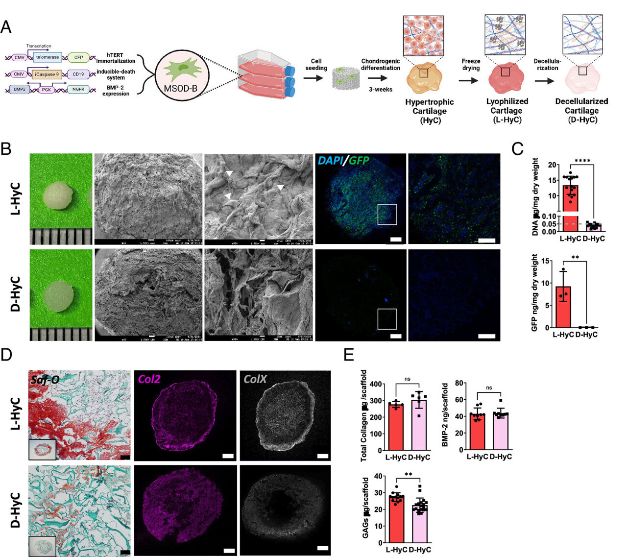 Lab-Grown Cartilage Could Revolutionize Bone Transplants - Image 2