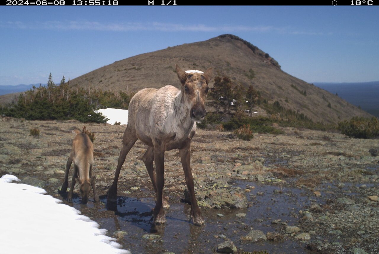 Terrain Predicts Which Caribou Calves Survive Wolf Control - Image 2