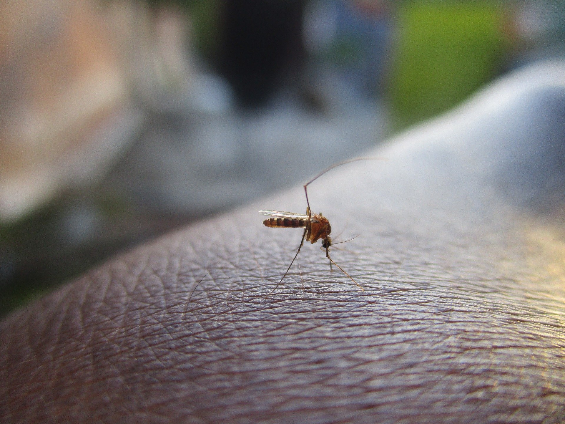 Singapore Cuts Dengue Cases 70% With Bacteria-Carrying Bugs