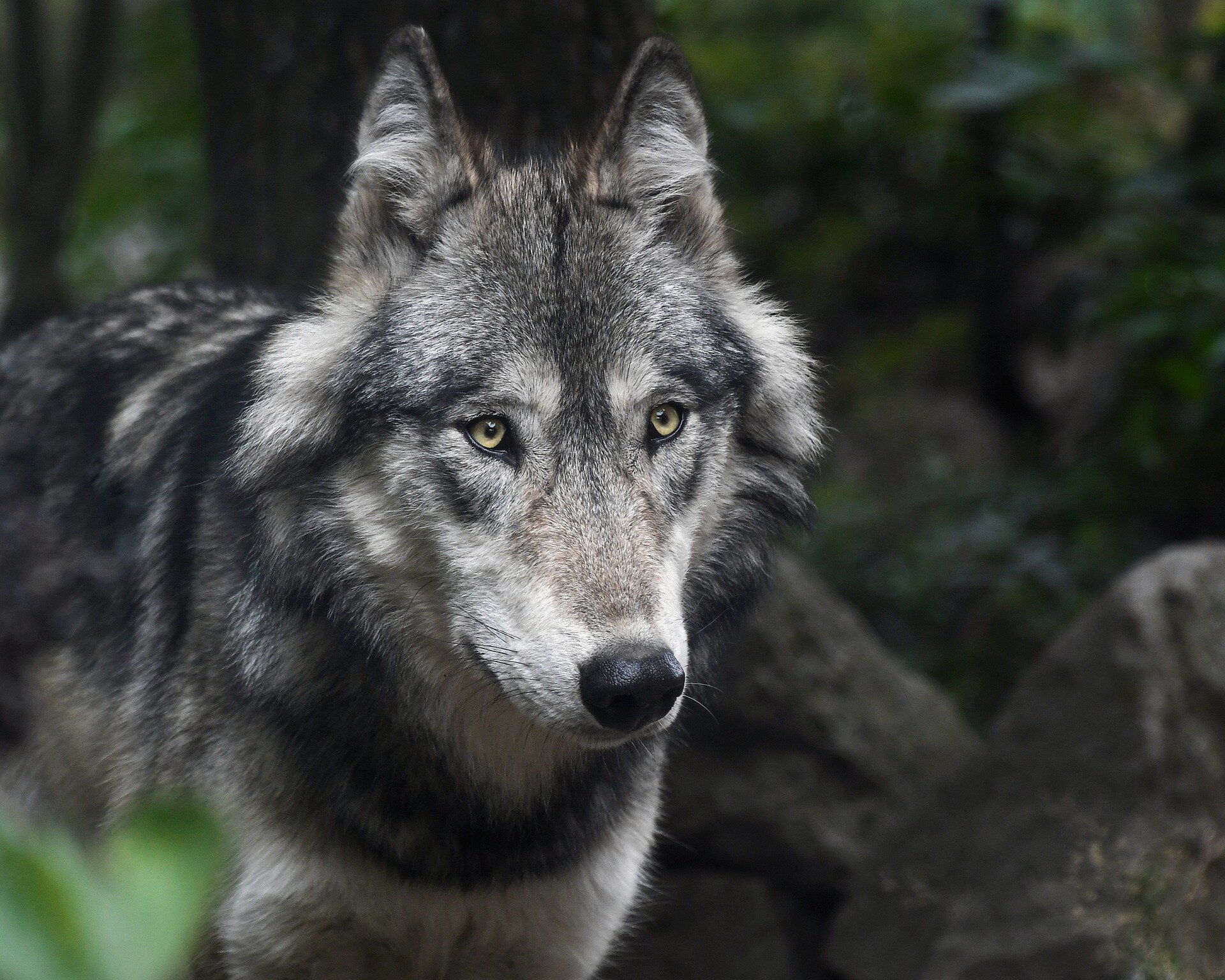 Gray Wolf From California Spotted in Nevada for First Time
