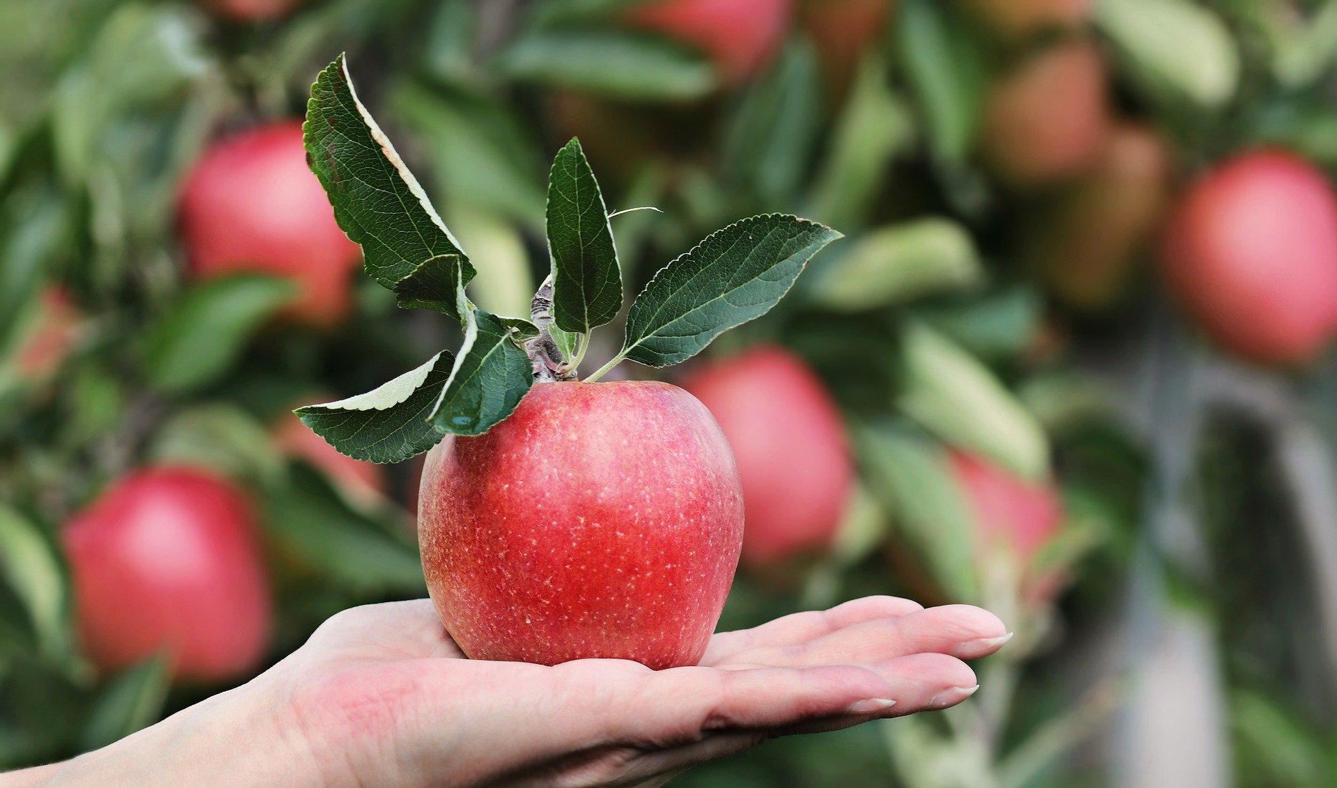 French Lab Grows Human Cartilage Using Apple Scaffolding