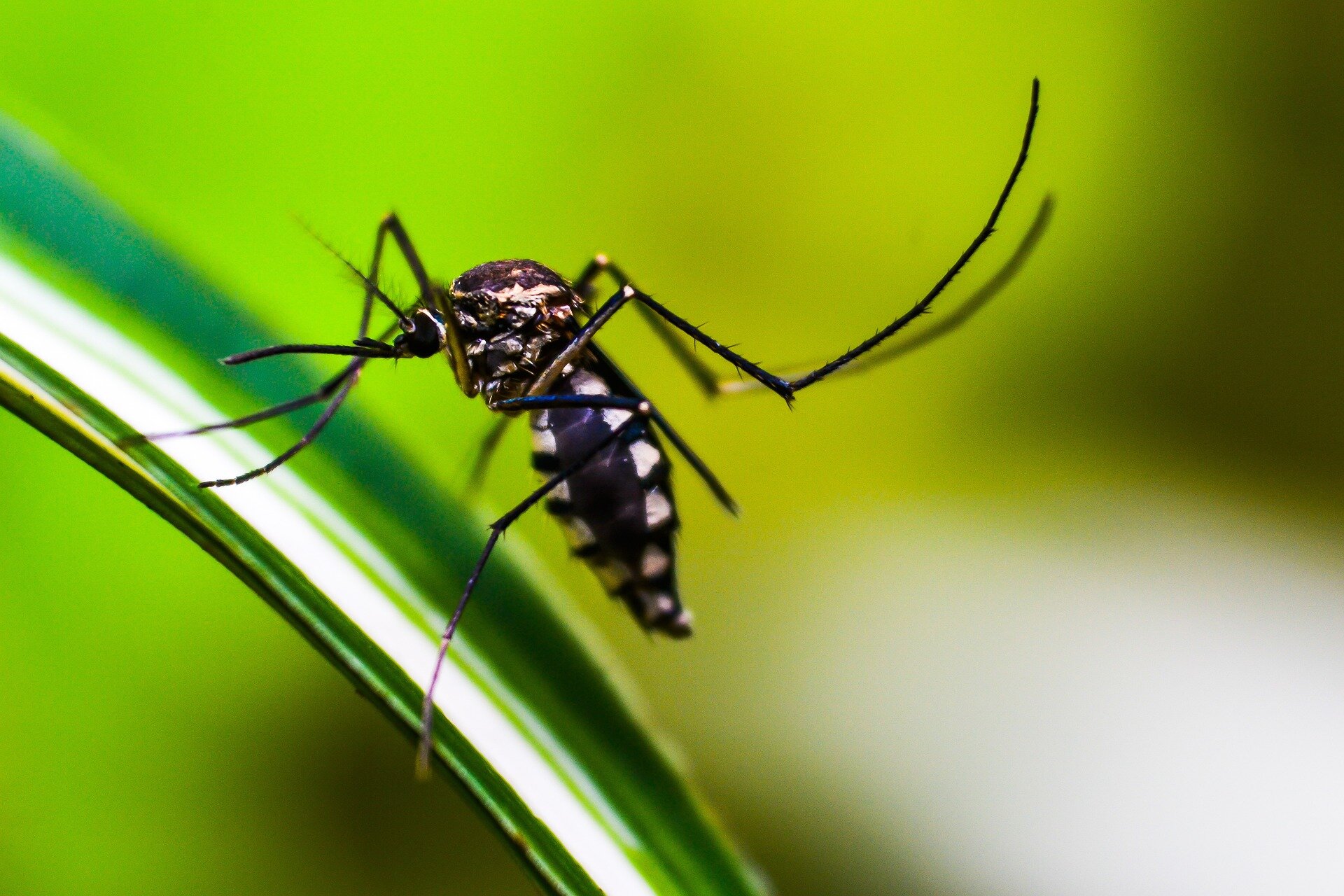 Blood Disorder Drug Boosts Immune System Against Malaria