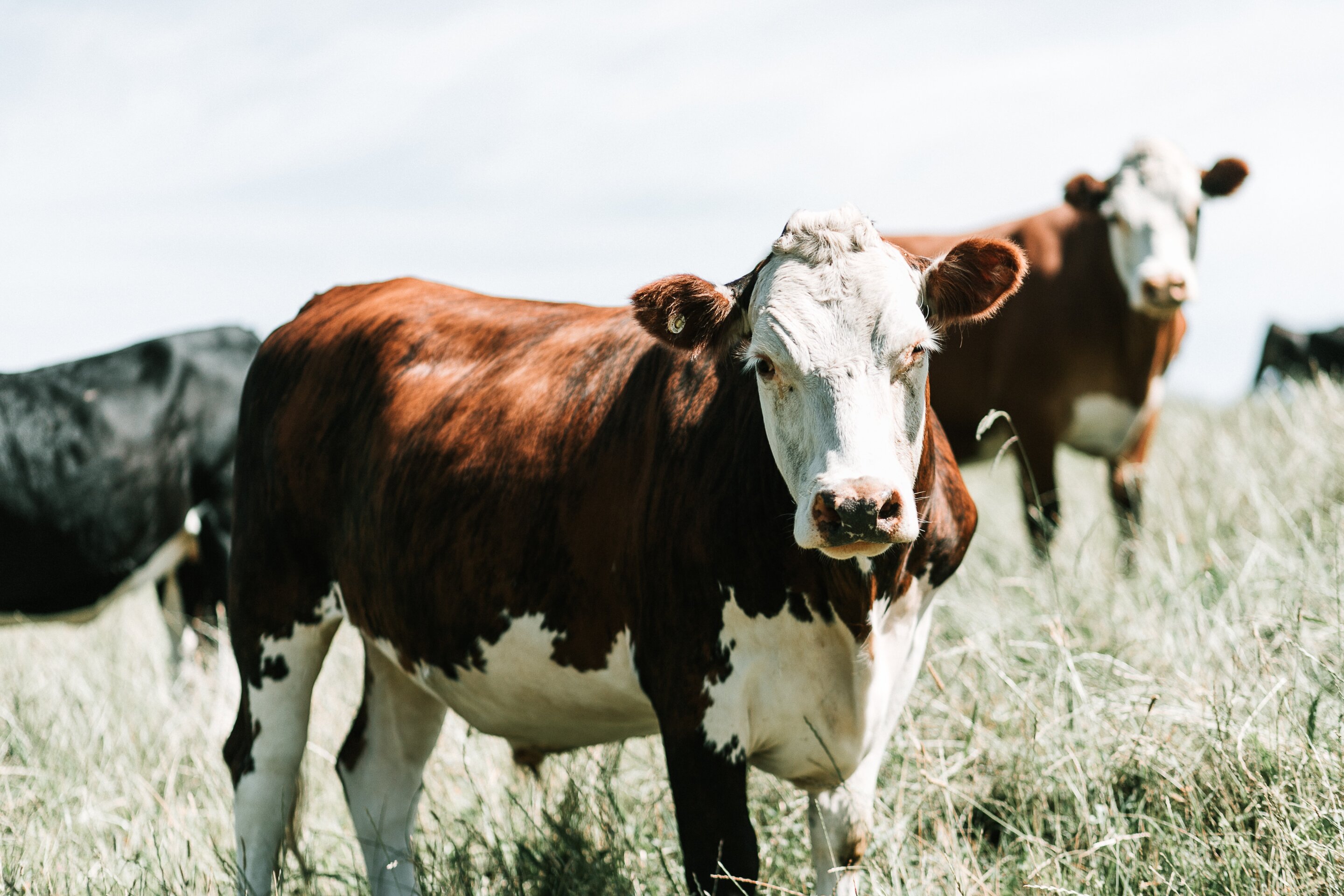 Brazil AI Drones Weigh Cattle Without Any Stress