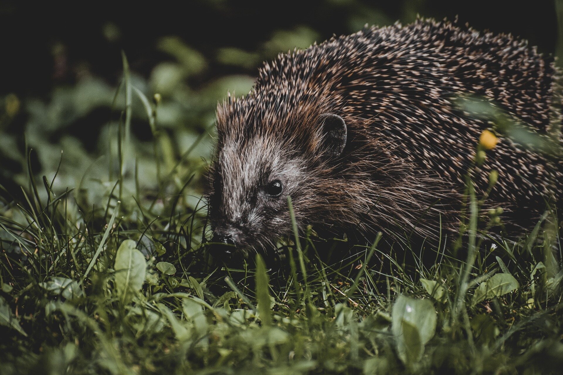Hedgehogs Visit 78% of Gardens That Leave Out Food