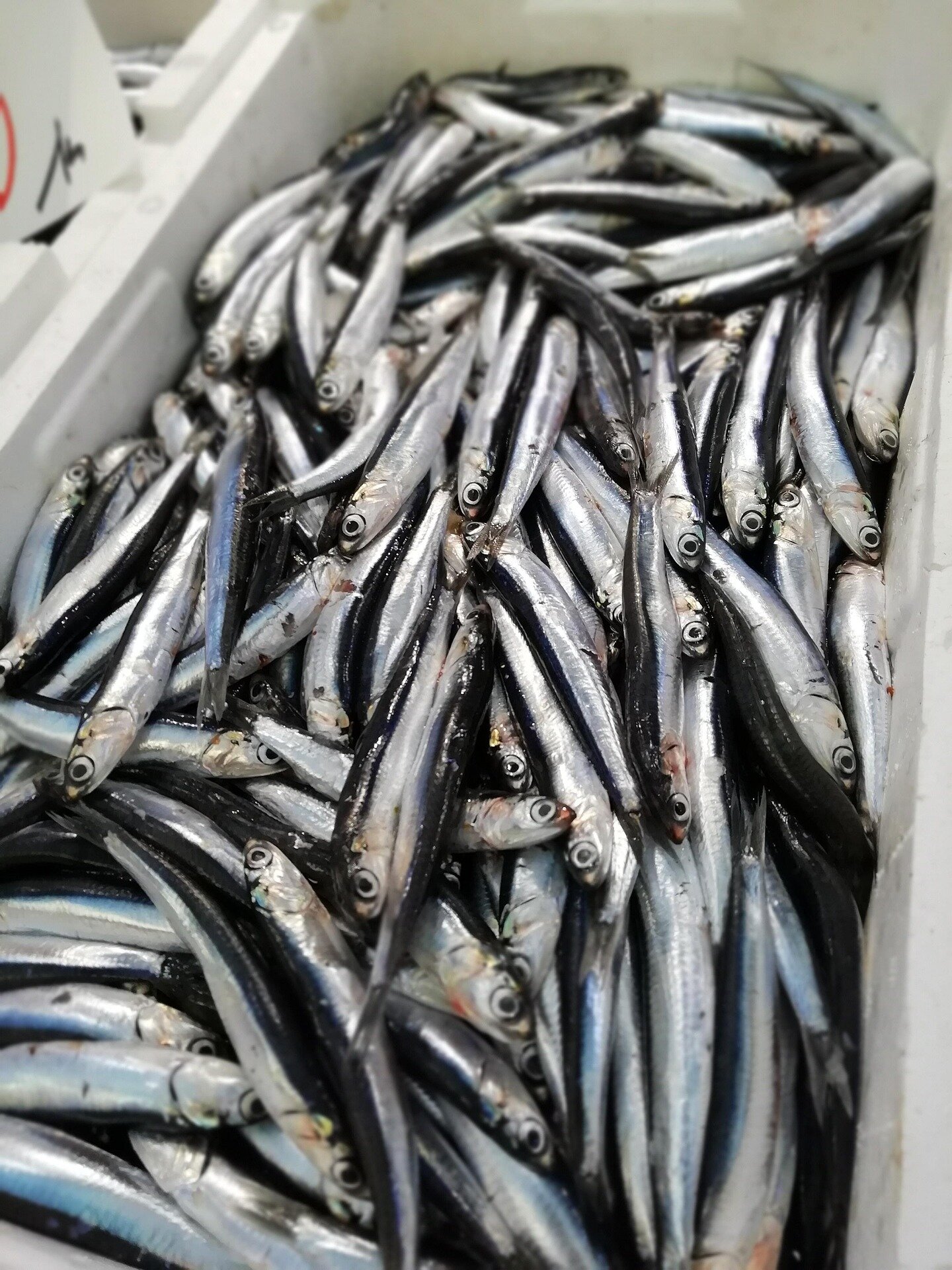 Australian Scientists Turn Waste Into Fish Feed Alternative