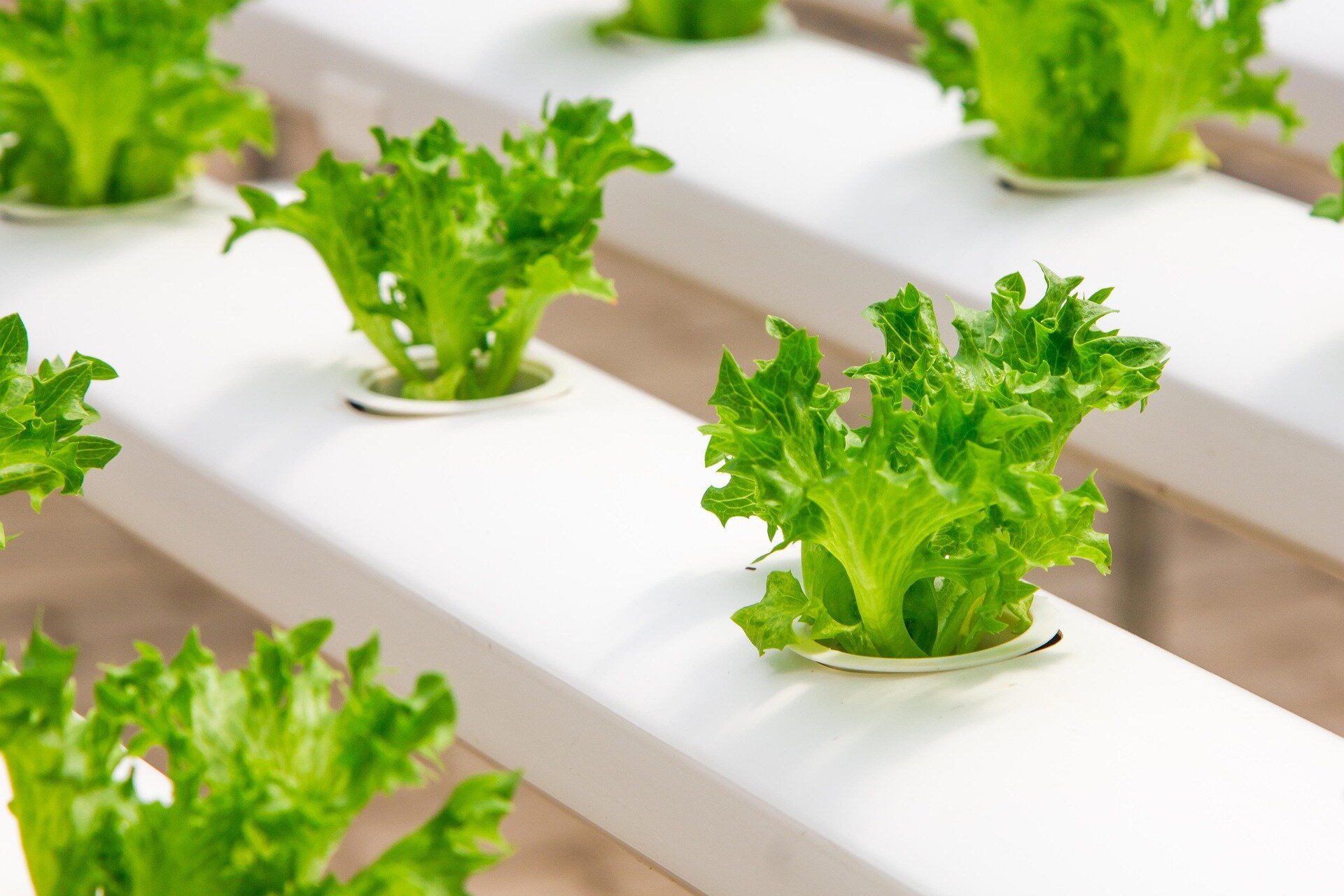 Stacked hydroponic farming system growing fresh green lettuce in controlled urban environment