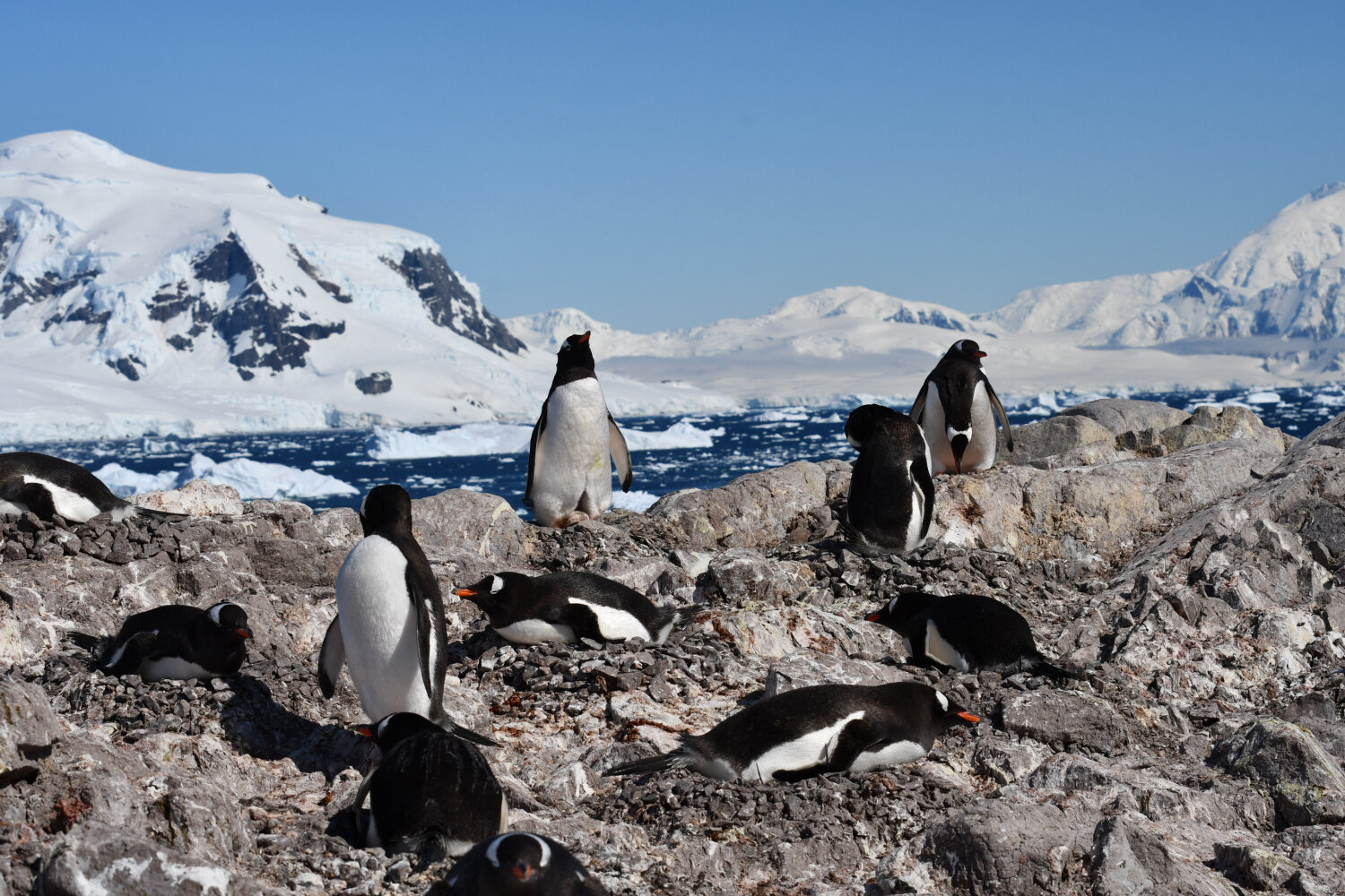Gentoo penguin sitting on nest with visible egg at Neko Harbor Antarctica colony