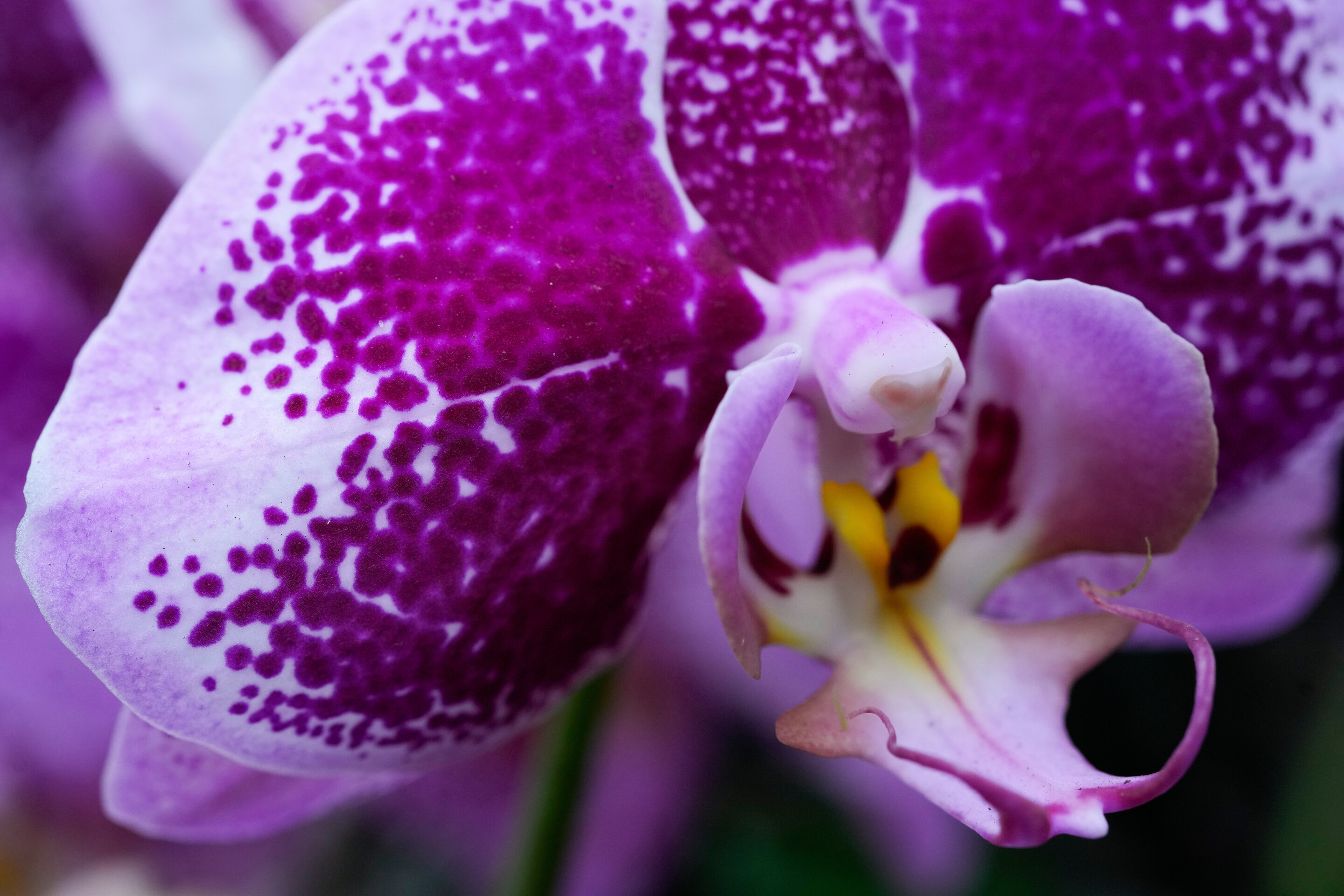 10,000 Orchids Chase Winter Blues at Chicago Garden Show
