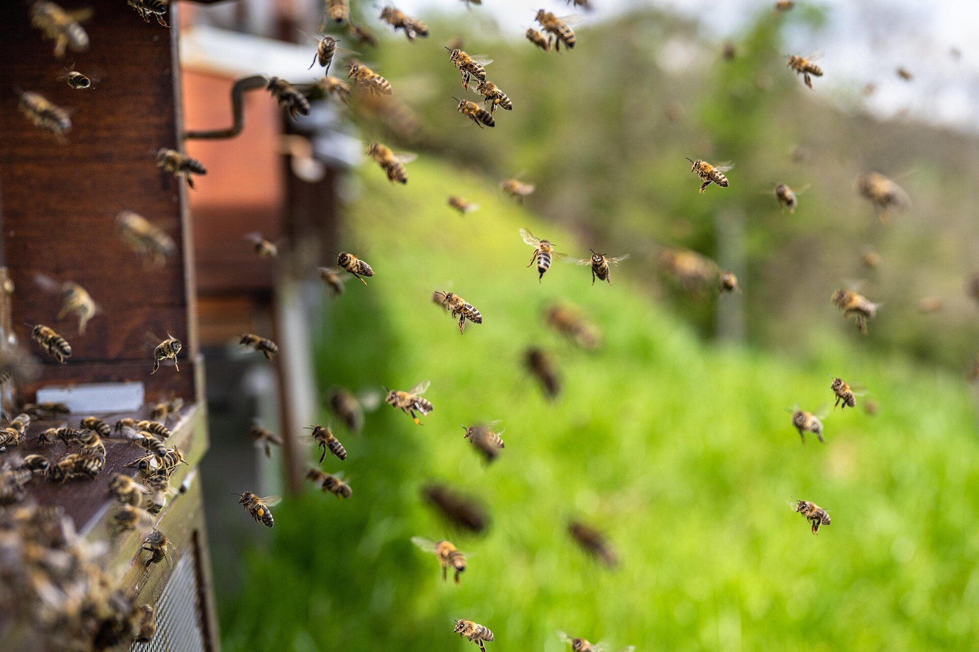 Close-up of a bee in flight, representing nature-inspired computer chip innovation