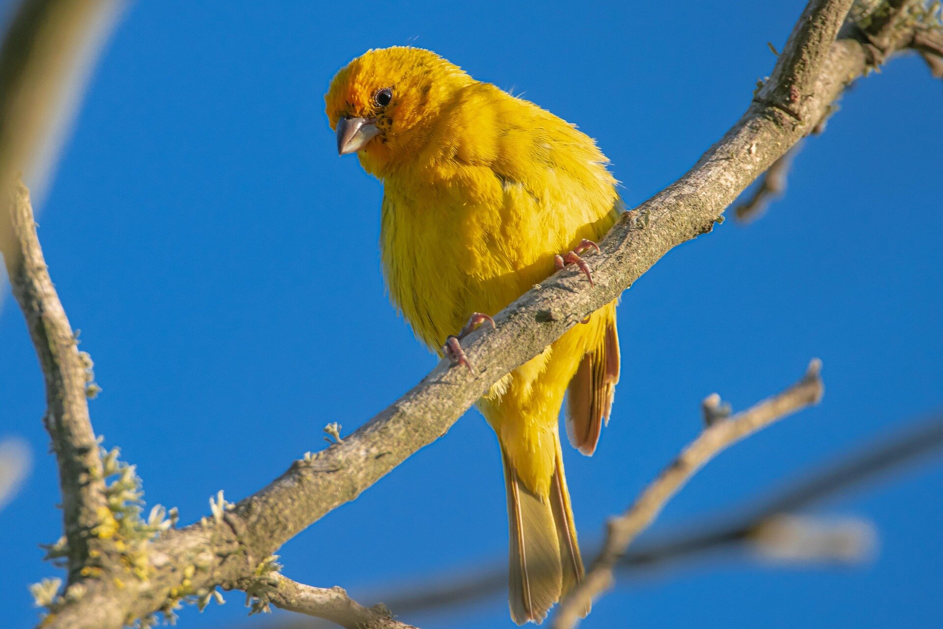 Colorful illustration showing diverse bird species connected in evolutionary family tree branches