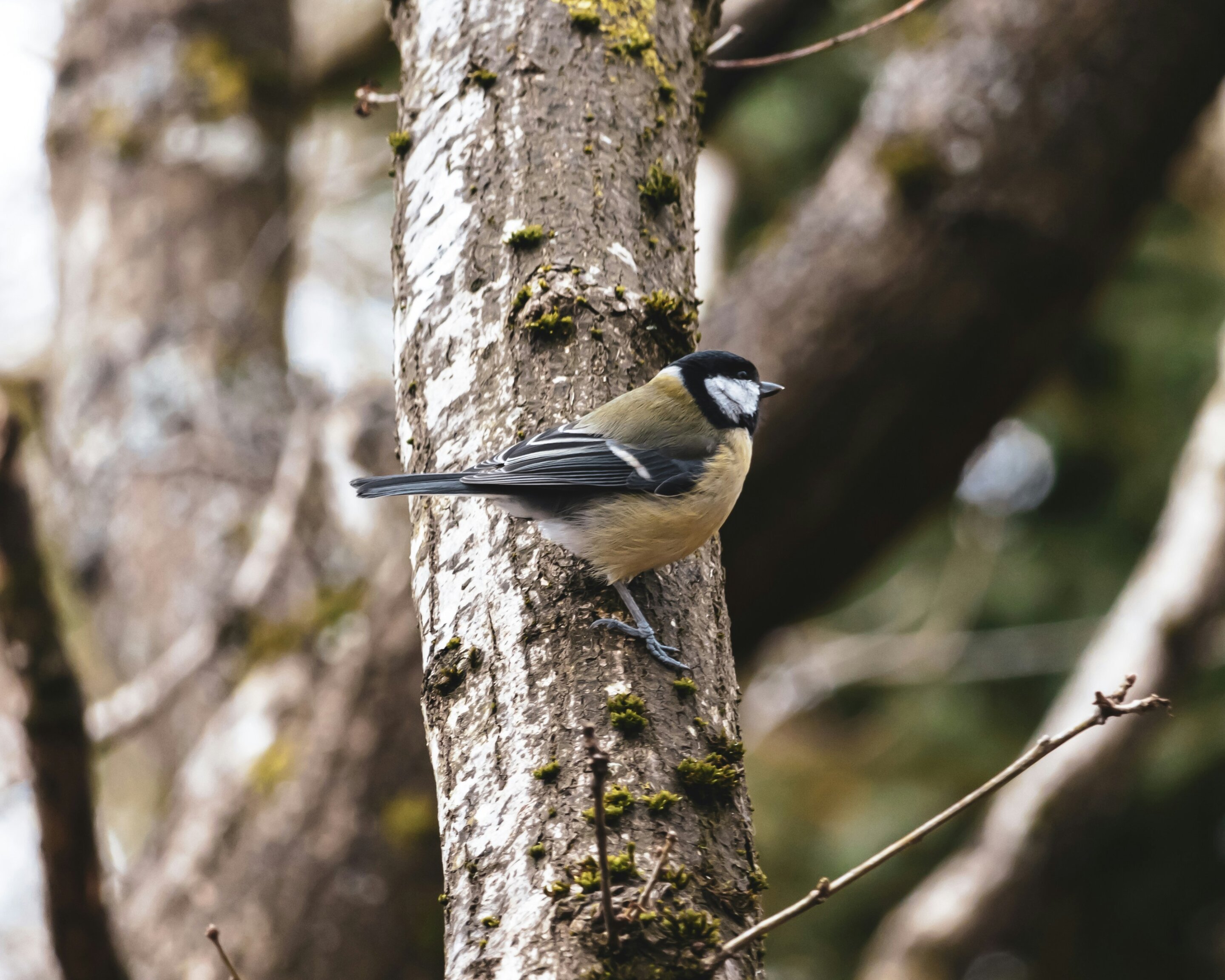 Blue tit bird perched on oak tree branch with green leaves in spring