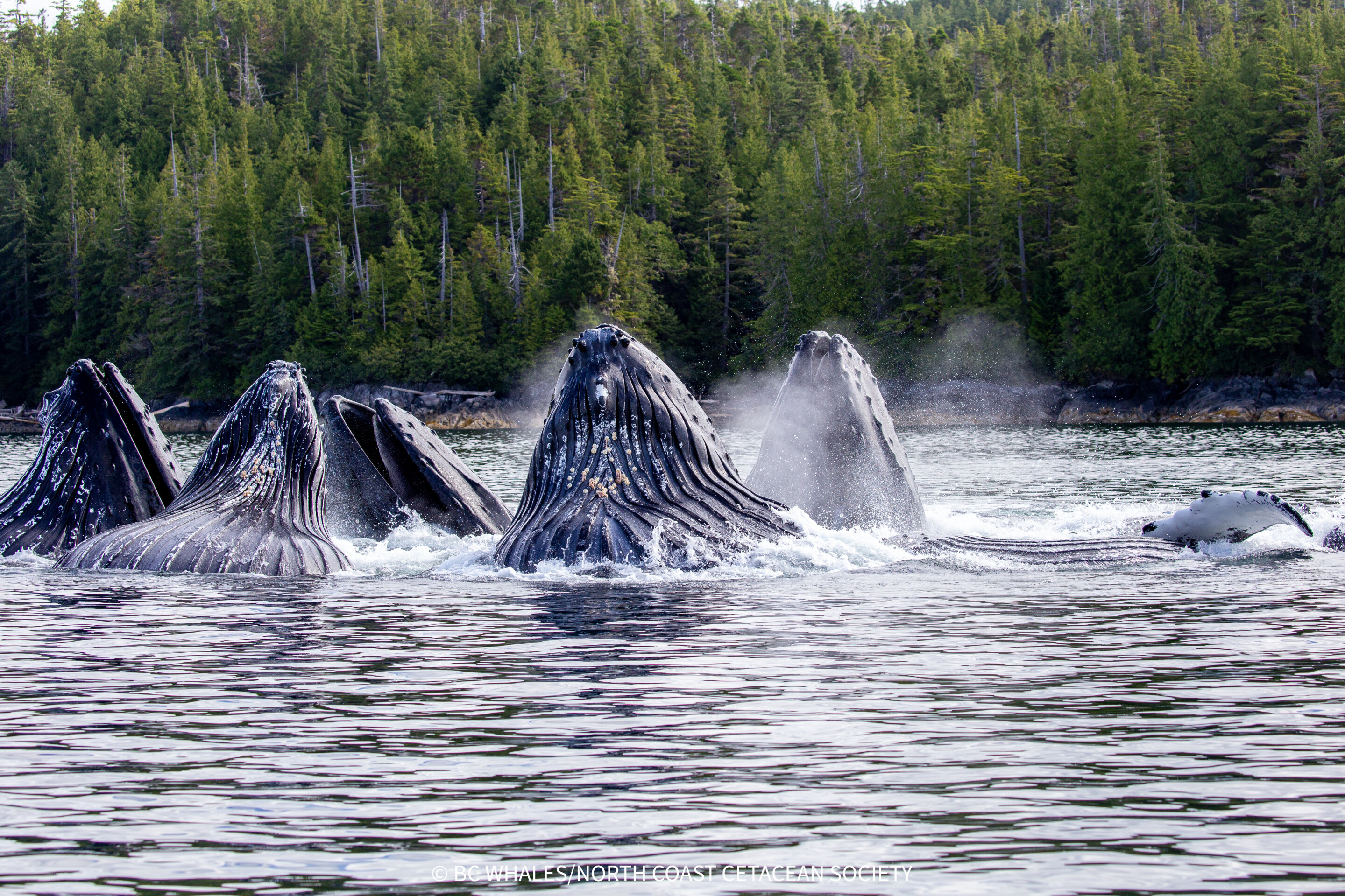 Multiple humpback whales working together to create bubble net while feeding cooperatively