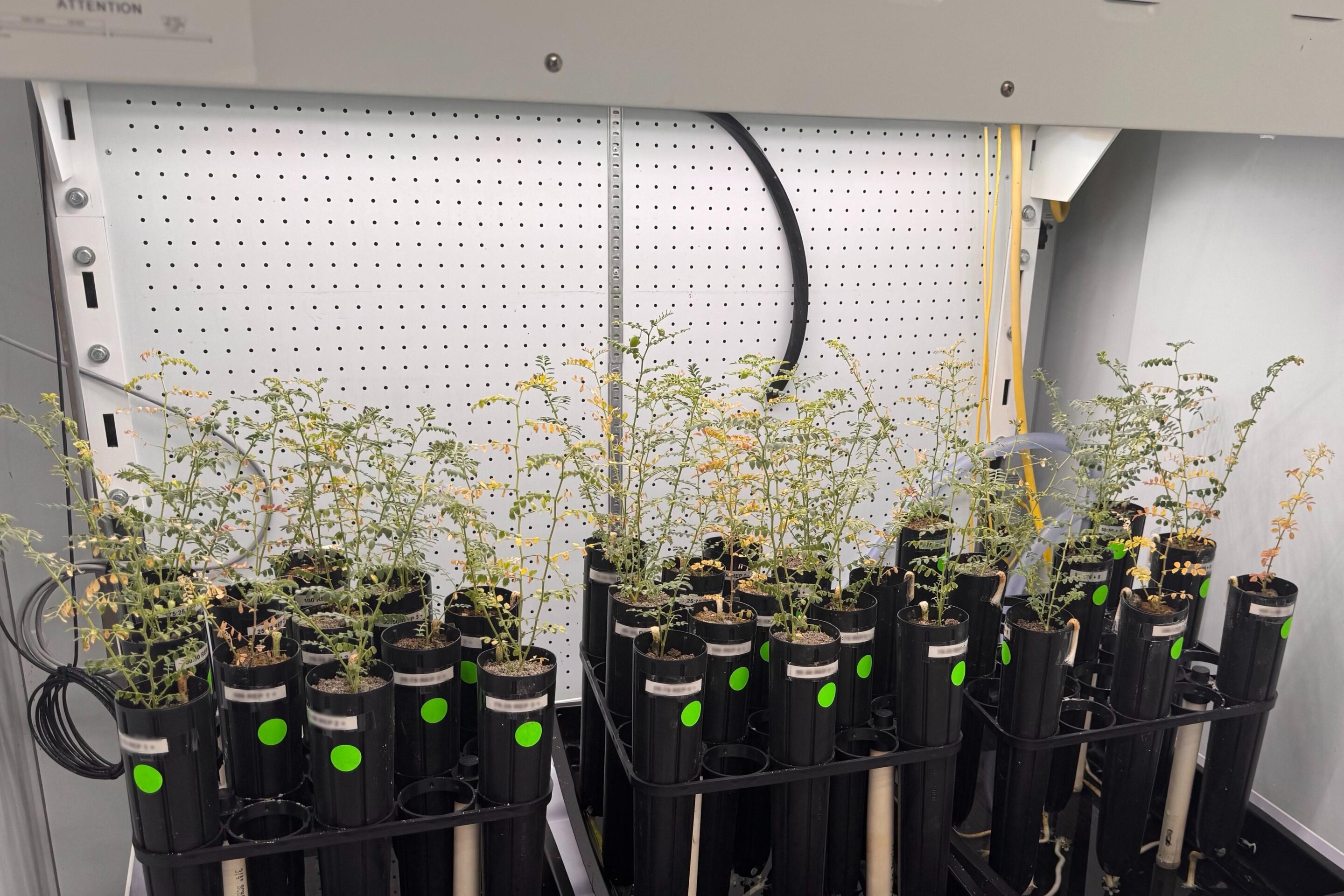 Chickpea plants growing in gray simulated lunar soil showing various stages of health and stress