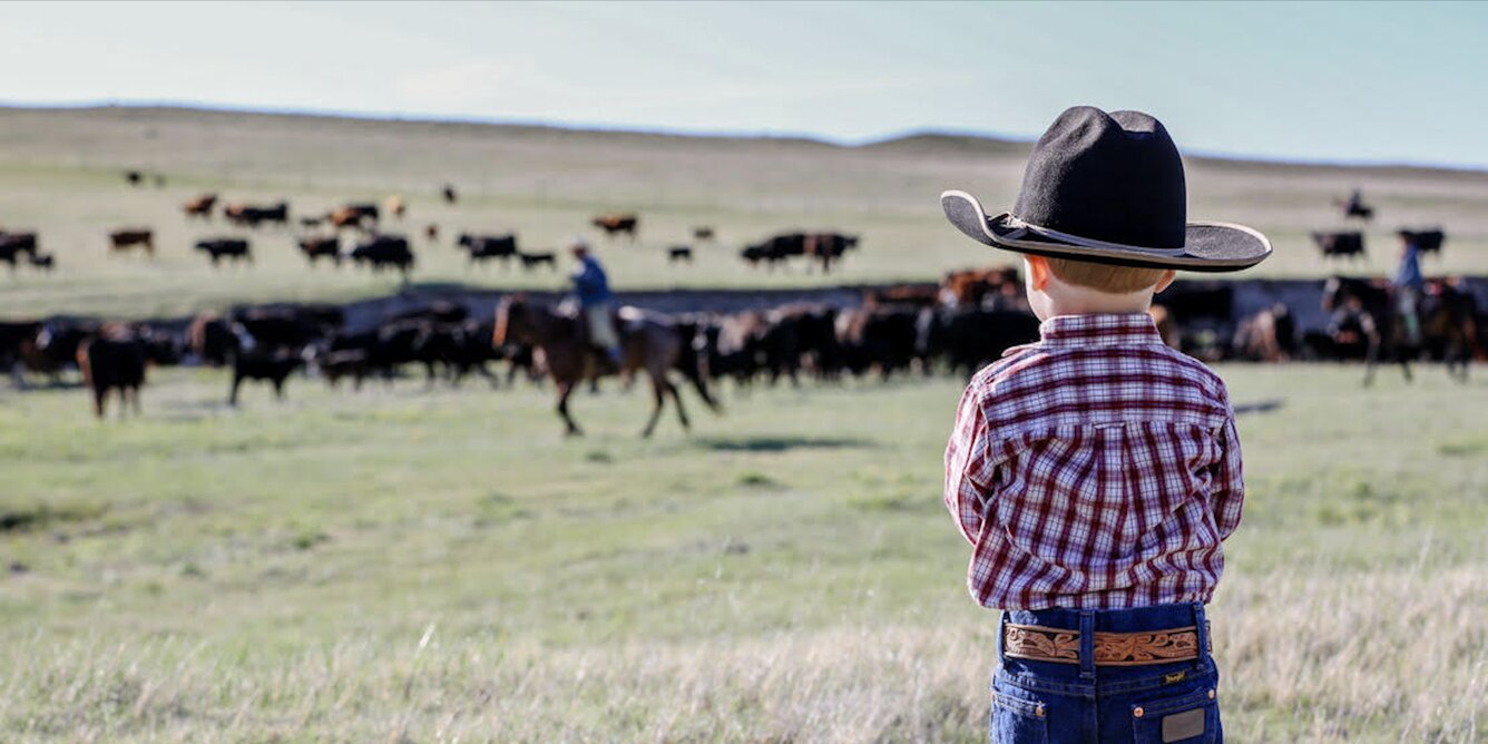 Cattle grazing on Colorado mountainside wearing GPS collars for virtual fencing technology