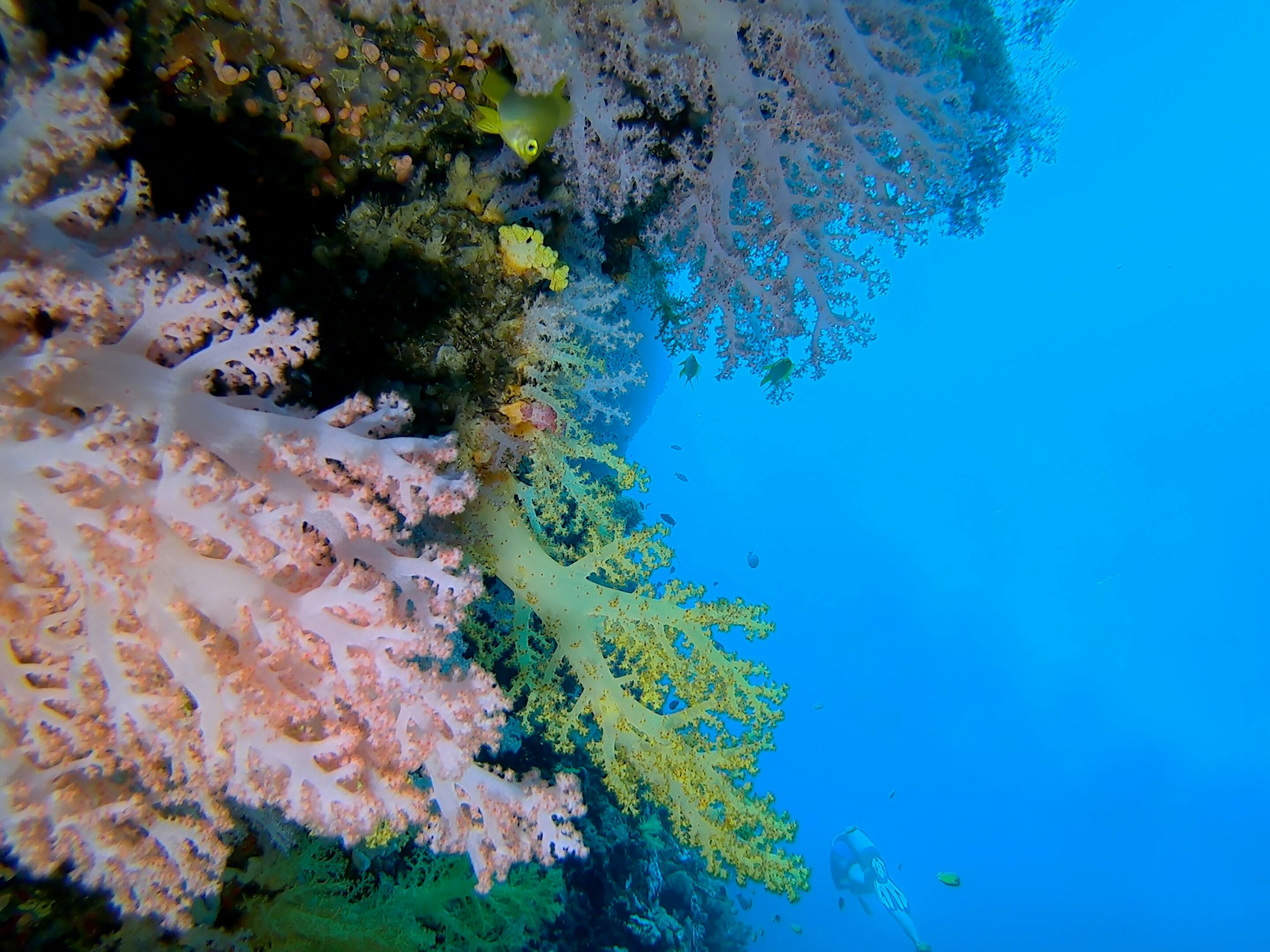 UN Could End Destructive Trawling on Undersea Mountains