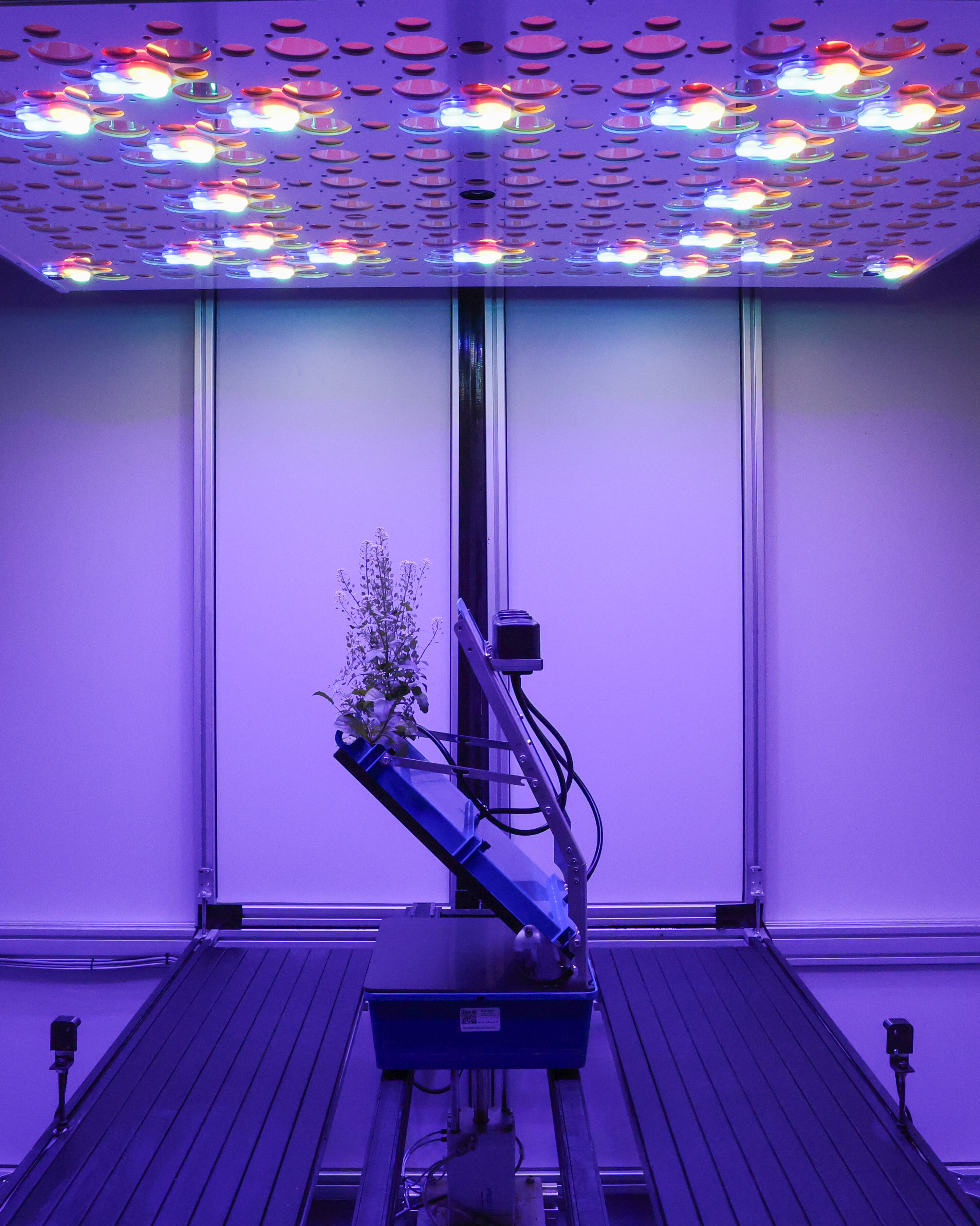 Clear rhizobox showing pennycress plant roots growing through soil in automated imaging chamber