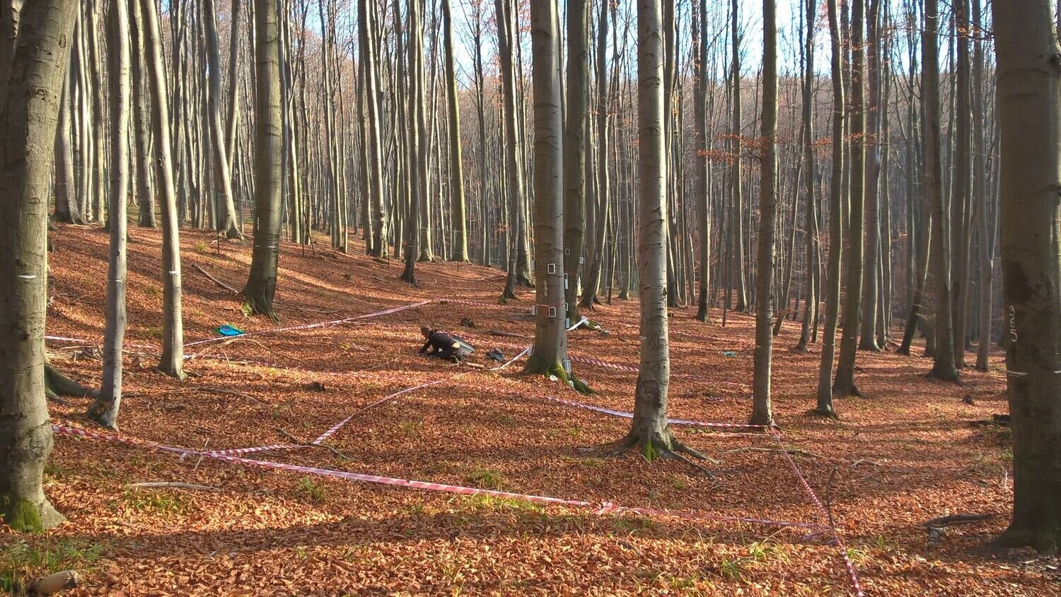 German Forests Absorb 3% More Methane Each Year