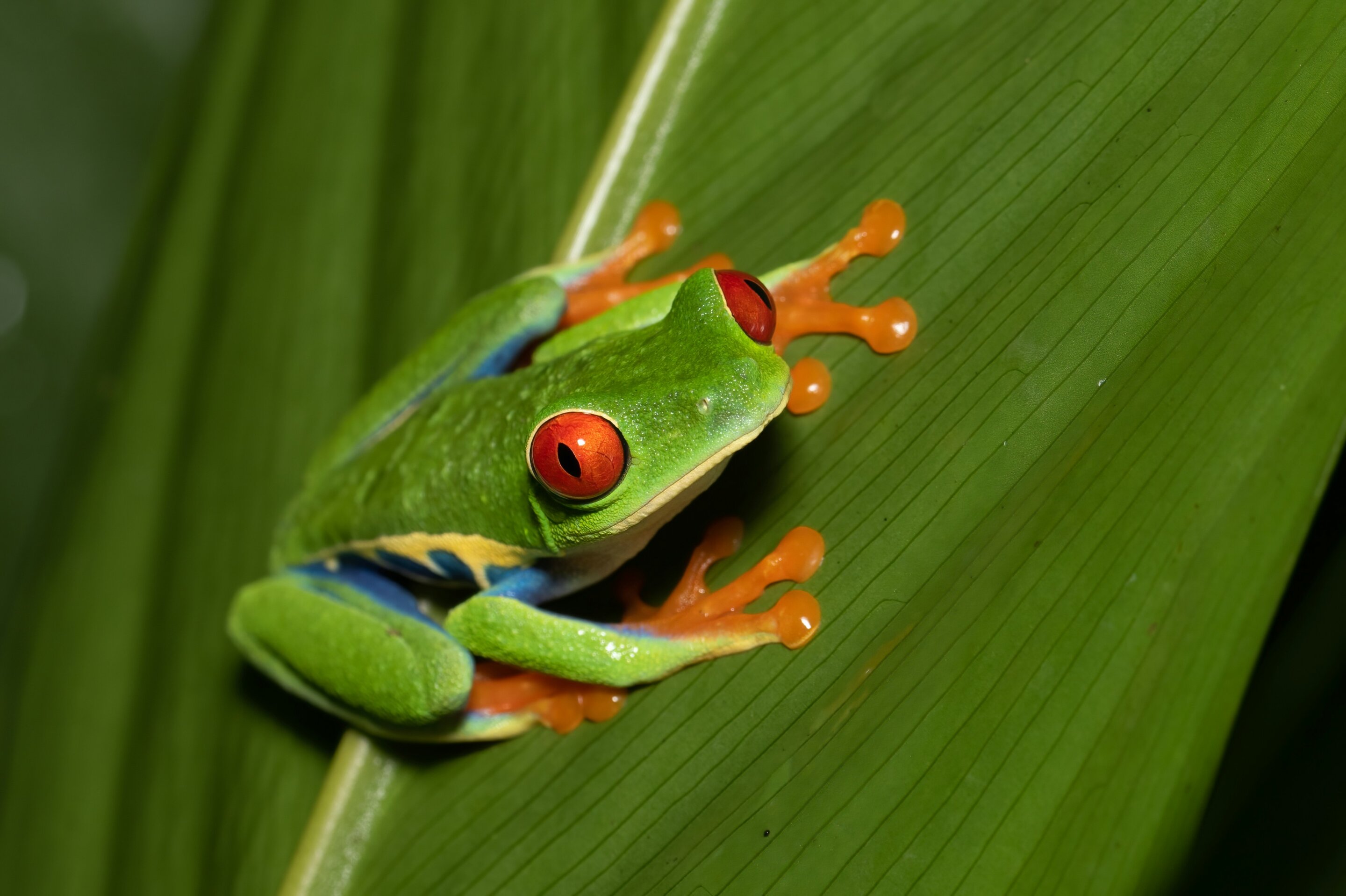 Colombia Mountain Frogs Escape Deadly Fungus—For Now