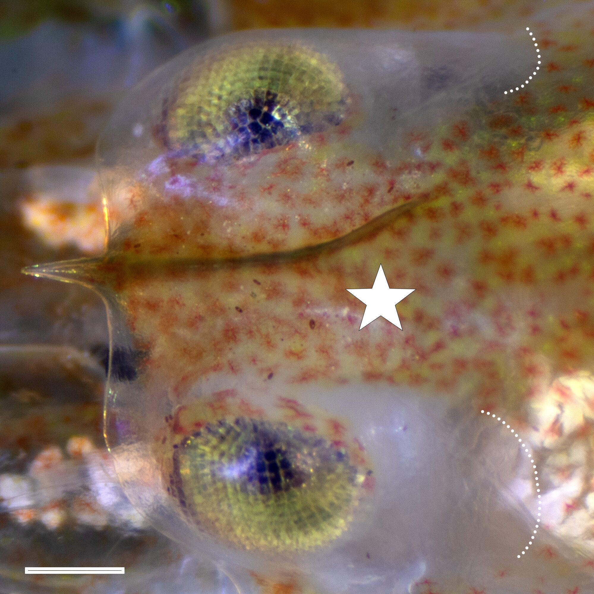 Microscopic view of transparent orbital hood covering snapping shrimp's eyes and brain