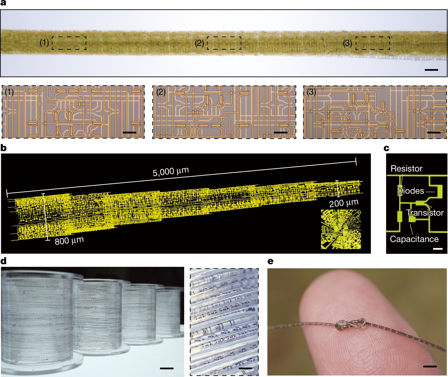 Scientists Roll Hair-Thin Chips Like Sushi for Smart Clothes