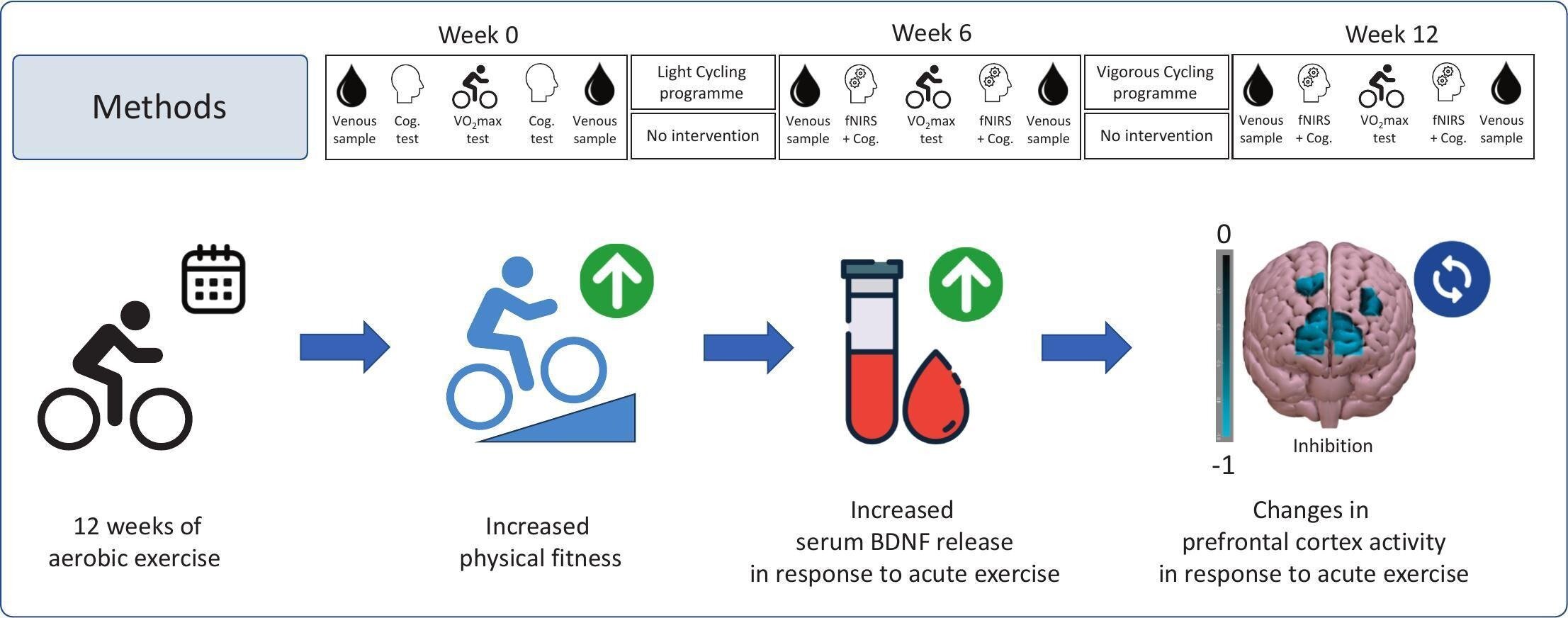 Getting Fitter Makes Every Workout Smarter for Your Brain