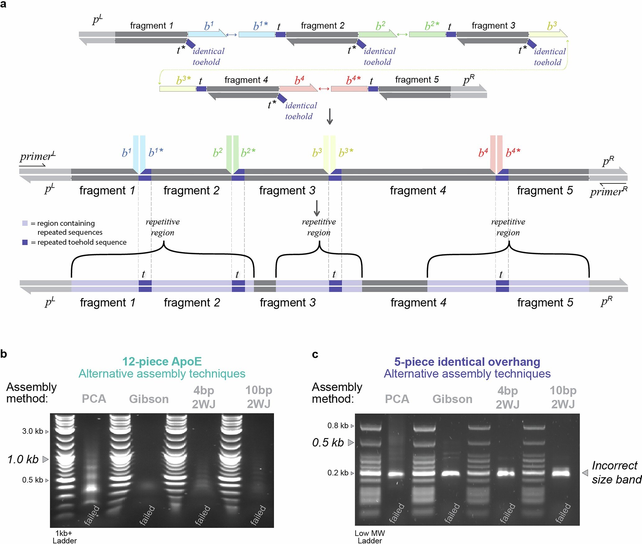 Scientists Unlock DNA 'Page Numbers' for Gene Assembly