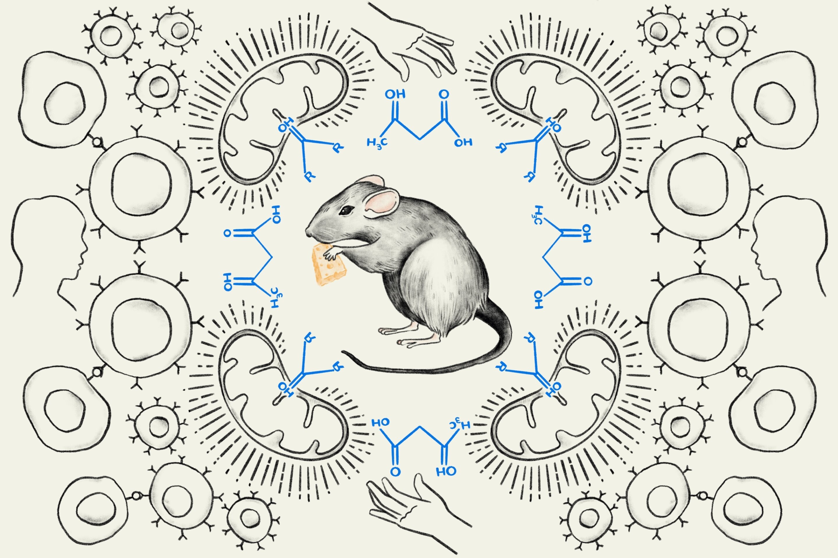 Simple Ketone Supplement Boosts Cancer Treatment in Mice