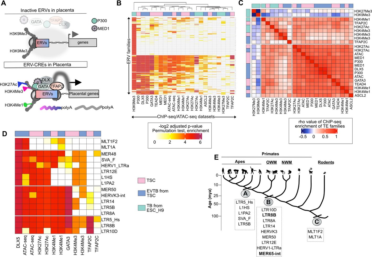 Microscopic view of placental cells showing genetic markers for pre-eclampsia detection research