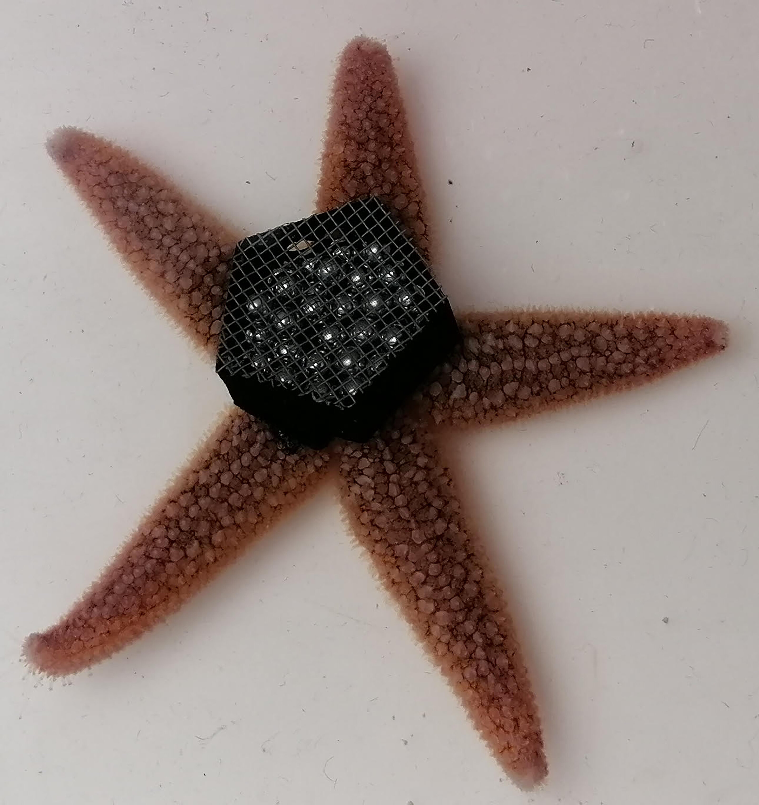 Sea Star Feet Inspire Robots That Work Upside Down