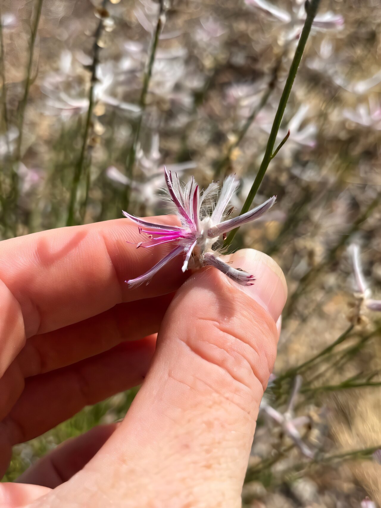 Purple-pink feathery flowers of Ptilotus senarius plant growing in remote Australian outback
