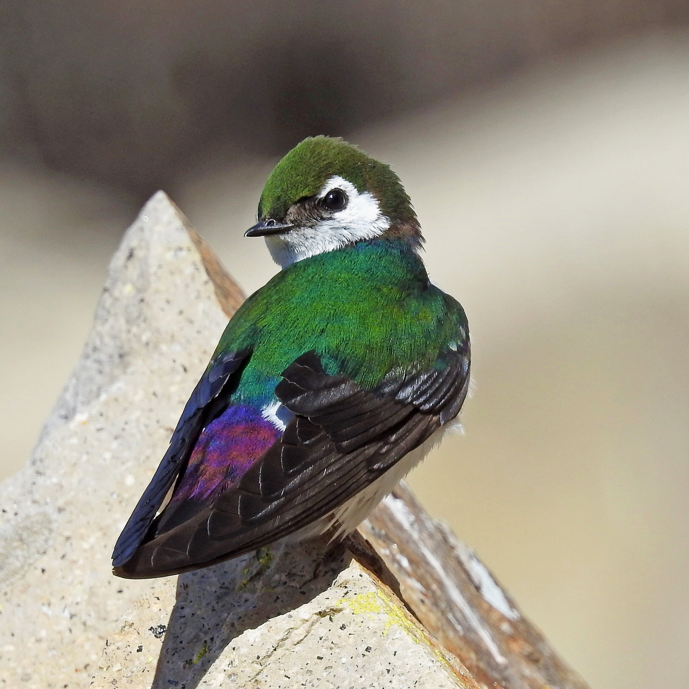 Noise Pollution Harms Birds—But We Know How to Fix It