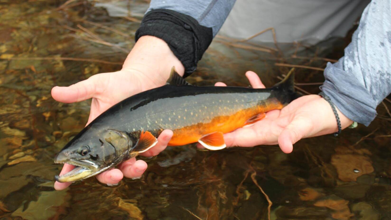 AI Tool Spots 10,000 Fish Species Before They Go Extinct