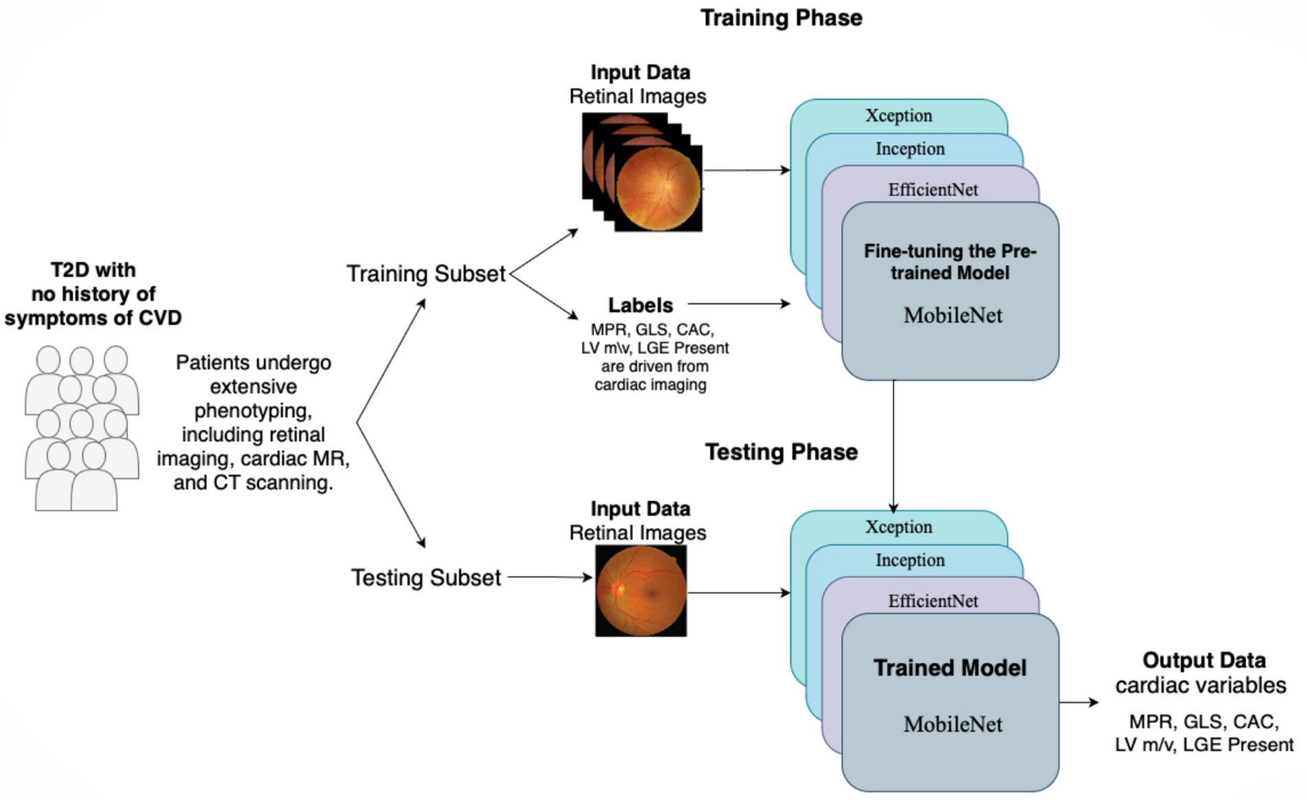 Eye Scans Predict Heart Disease in Diabetes Patients