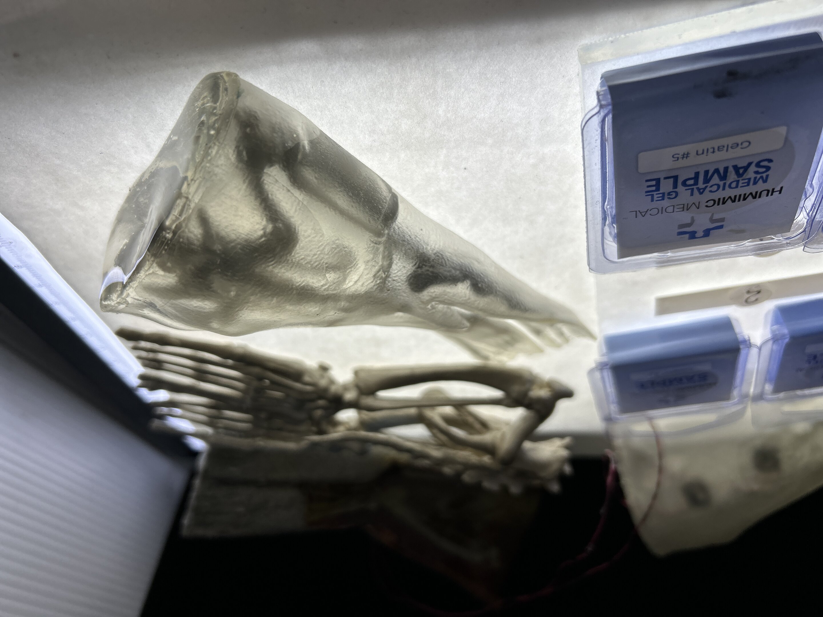 3D-printed synthetic sea lion pelvic model displayed in engineering laboratory showing realistic anatomical structure
