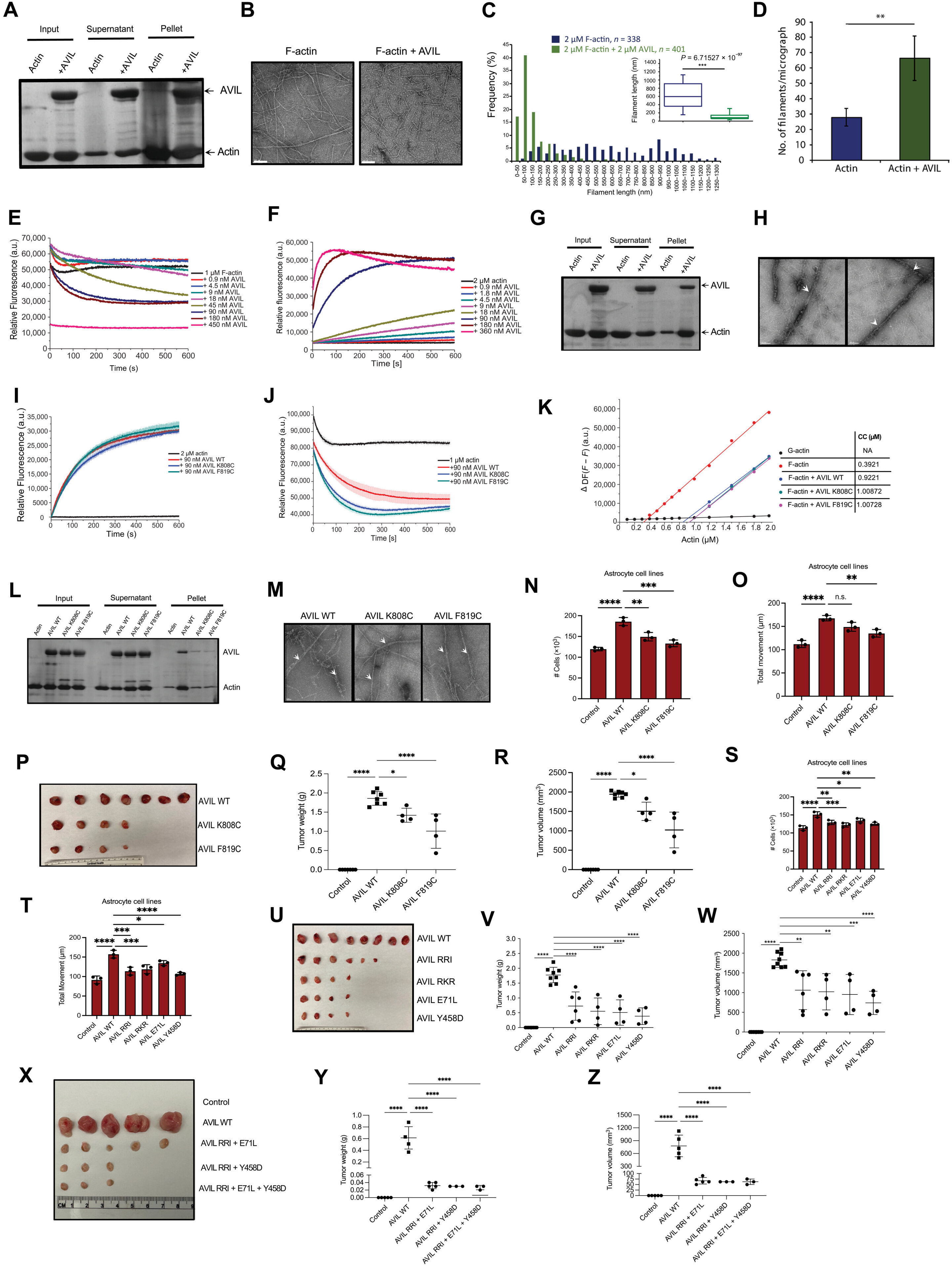 Microscopic view of small molecule compound targeting cancer cells in laboratory research setting