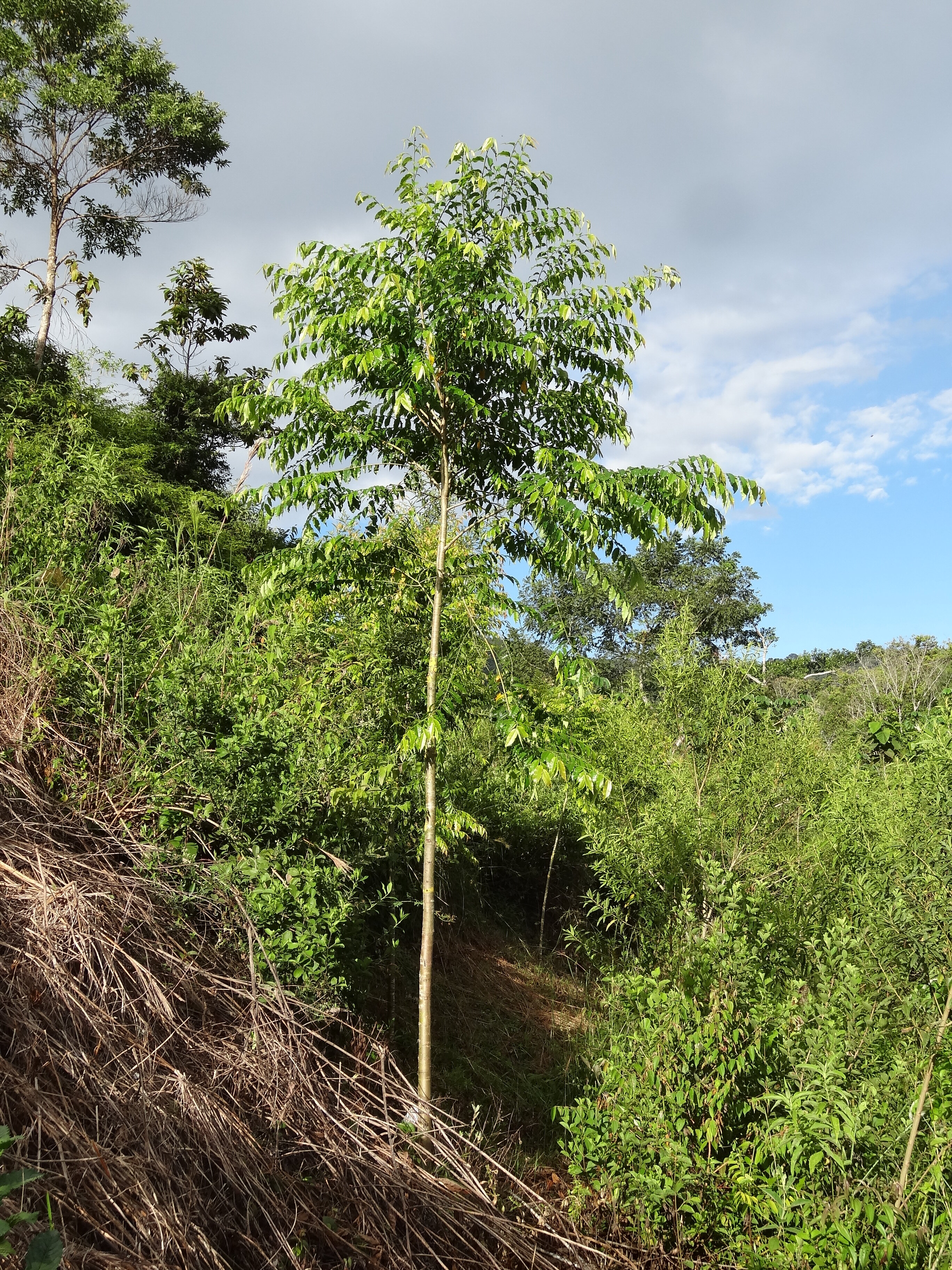 Six-Year Study Unlocks Abarco Tree Growth for Colombia