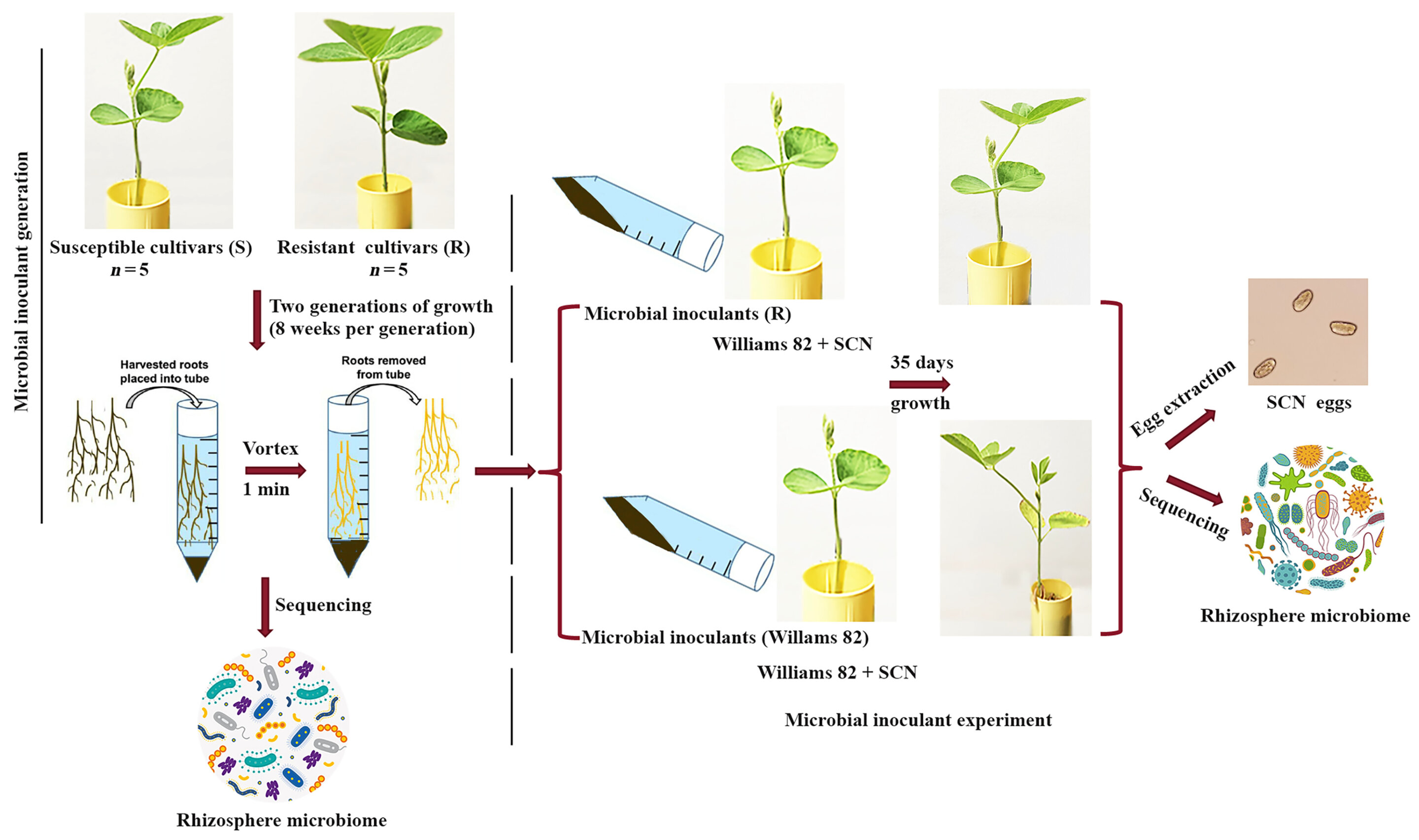 Soybeans Recruit Soil Microbes to Fight Destructive Pest