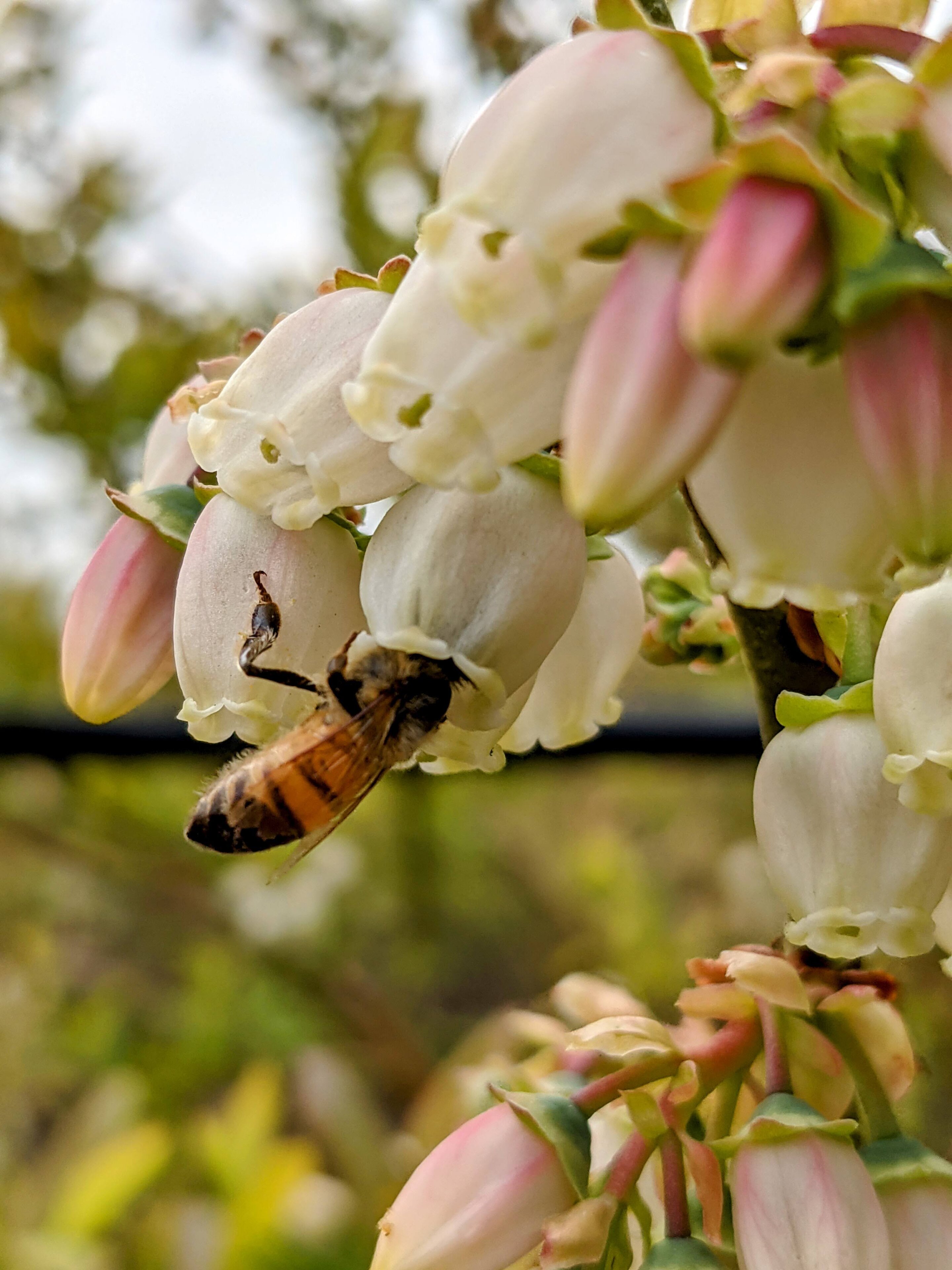 Bee Feed Boosts Colony Health After Blueberry Pollination
