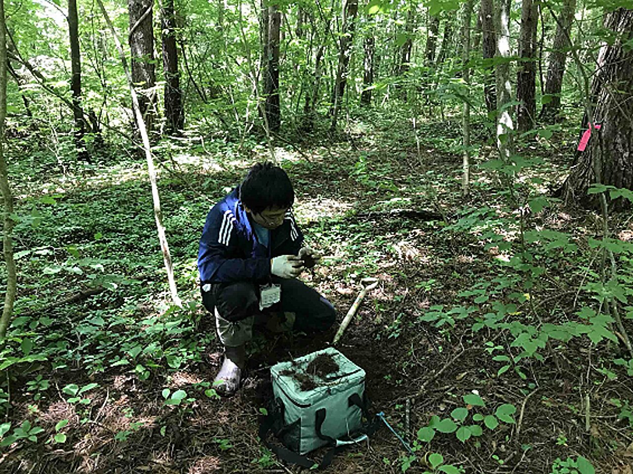 Hidden Fungi May Hold the Key to Healthy Forests
