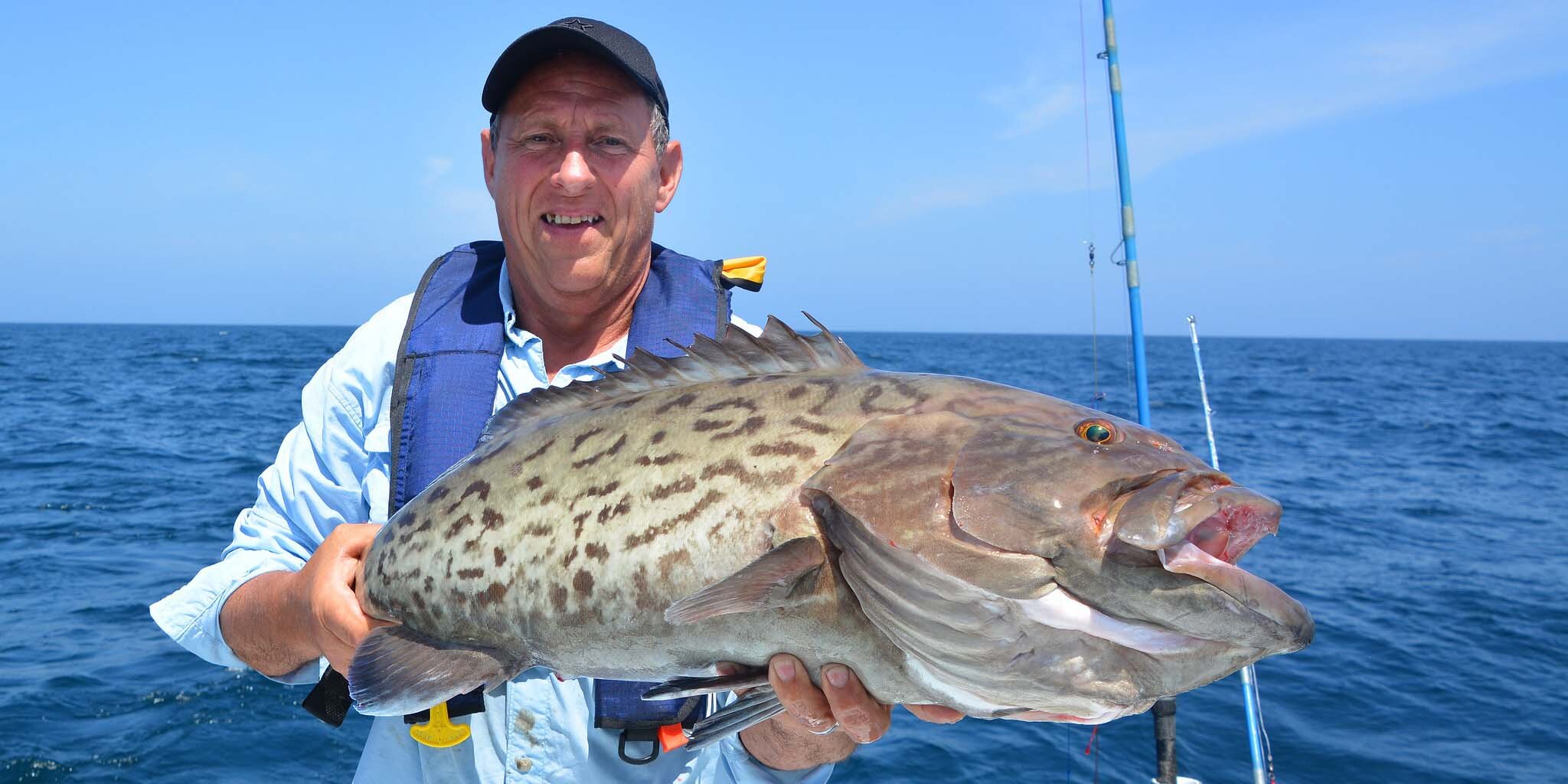 Gag grouper swimming near coral reef in the Gulf of Mexico waters