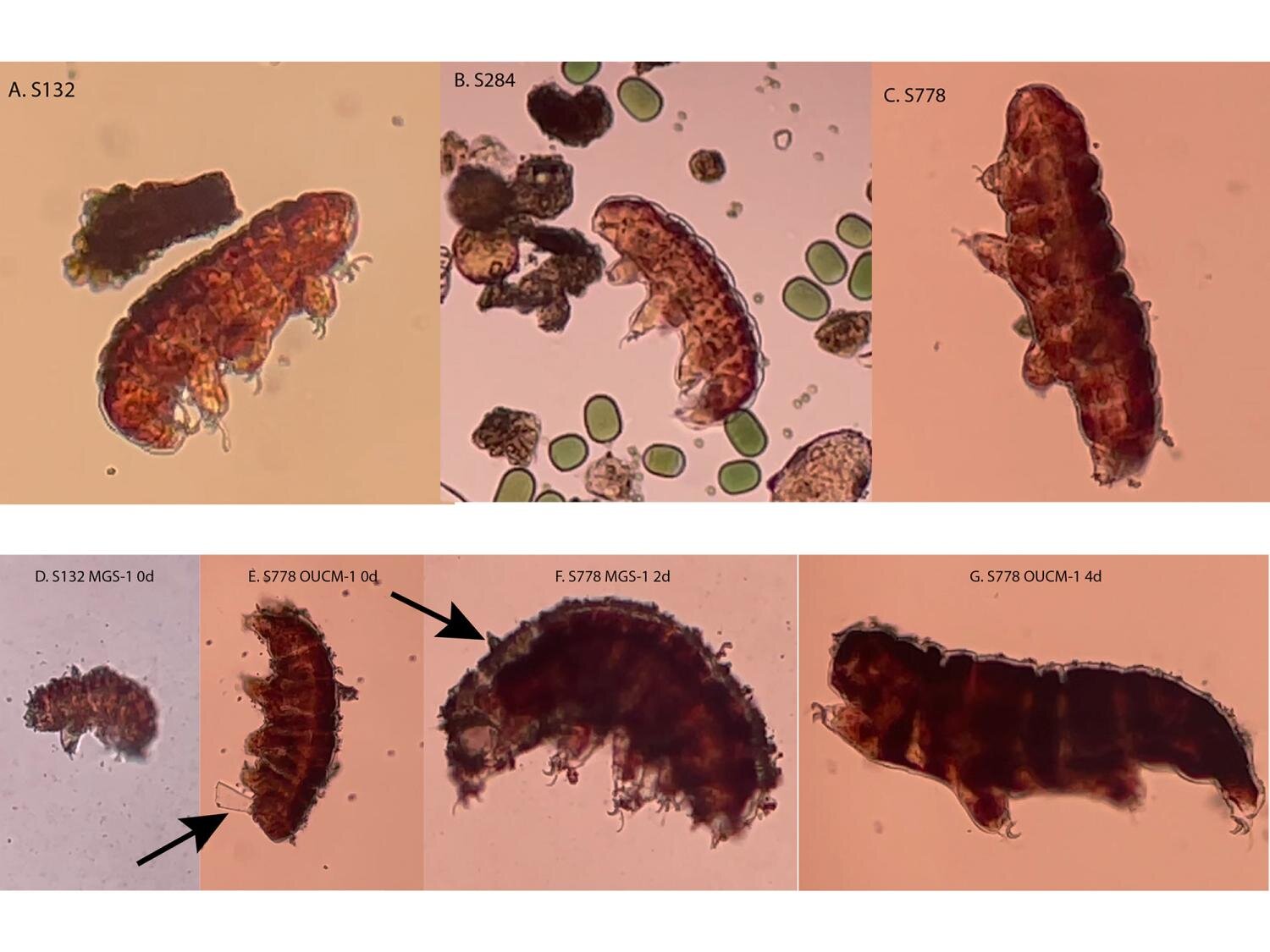 Tiny Water Bears Reveal Mars Soil Secrets for Future Bases